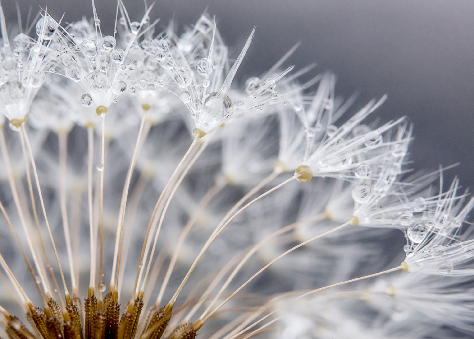 Rasch Fototapete Magic Walls Blüte 363333