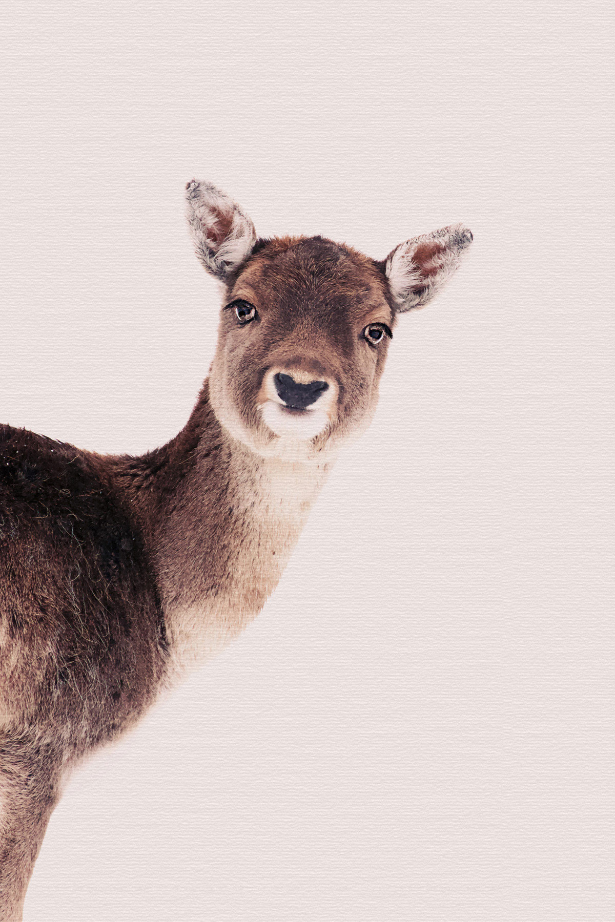 AS Leinwandbild Deer Rose DD132253