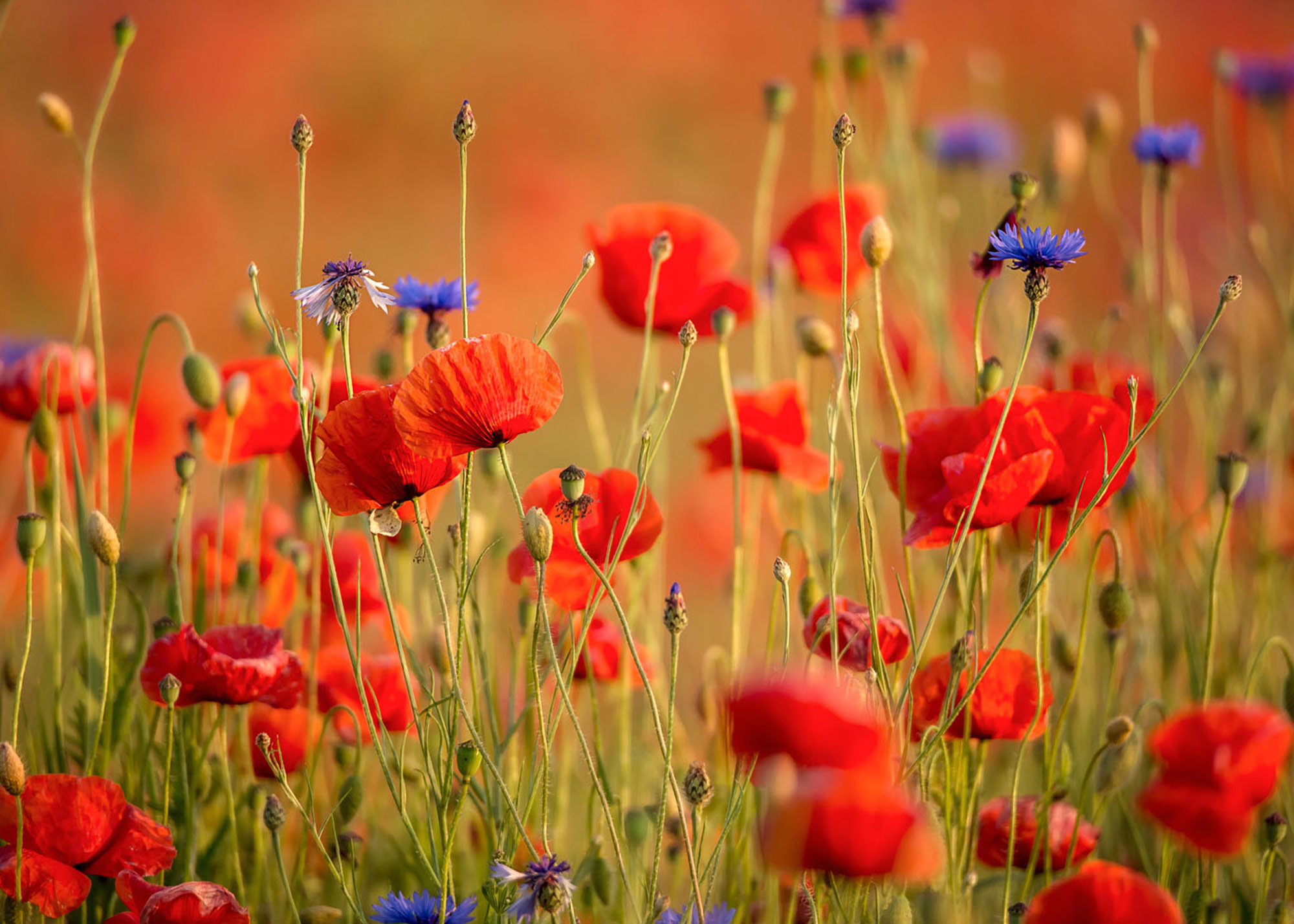 Rasch Fototapete Magic Walls Blüten 363371