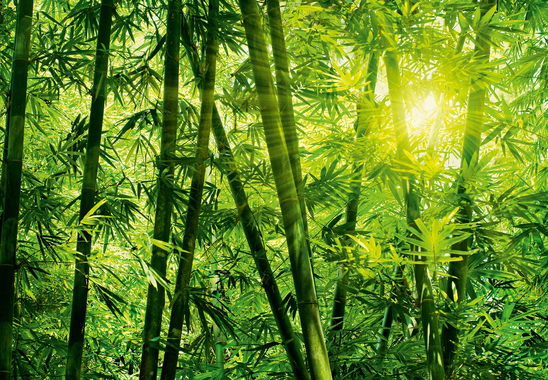 AS Fototapete Designwalls 2.0 Bamboo Forest DD118860