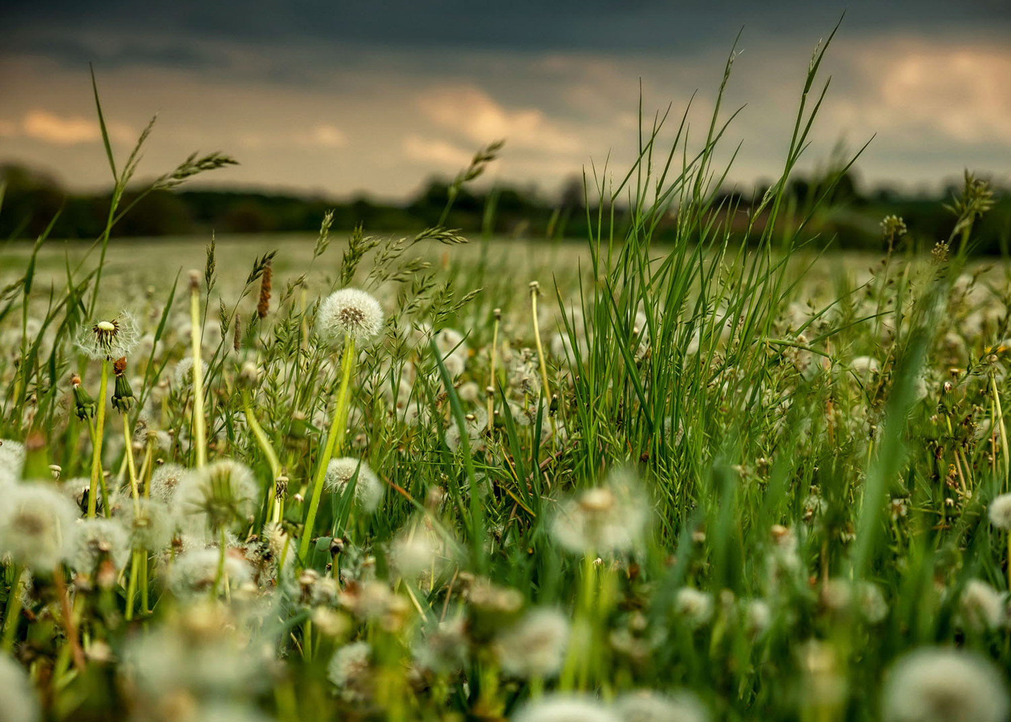 Rasch Fototapete Magic Walls Blumenwiese 363357