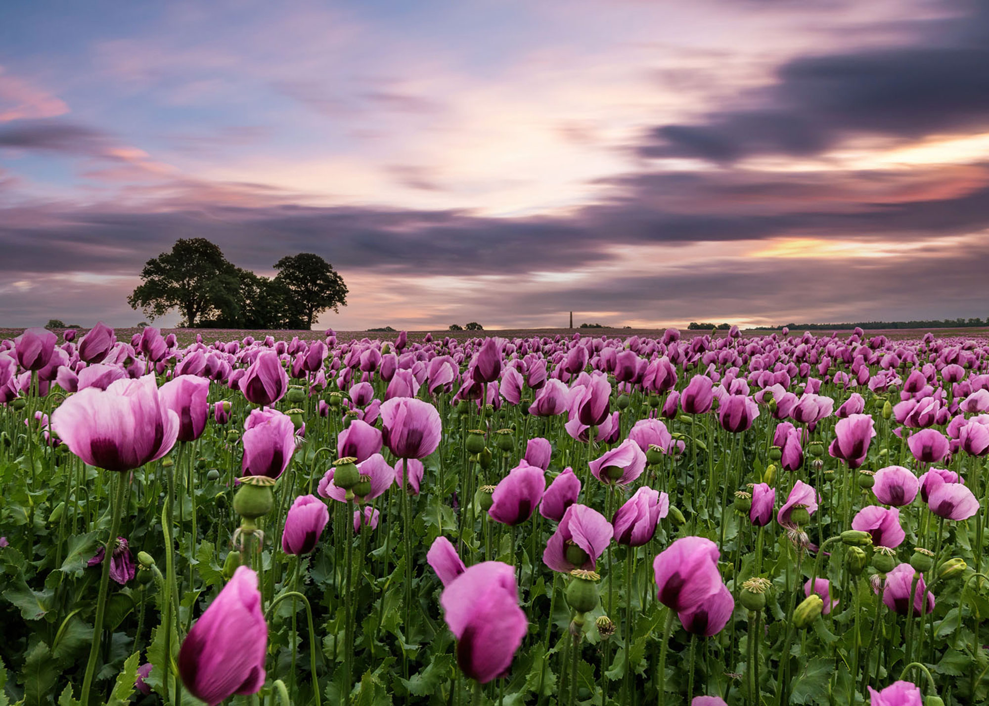 Rasch Fototapete Magic Walls Abendhimmel 363456