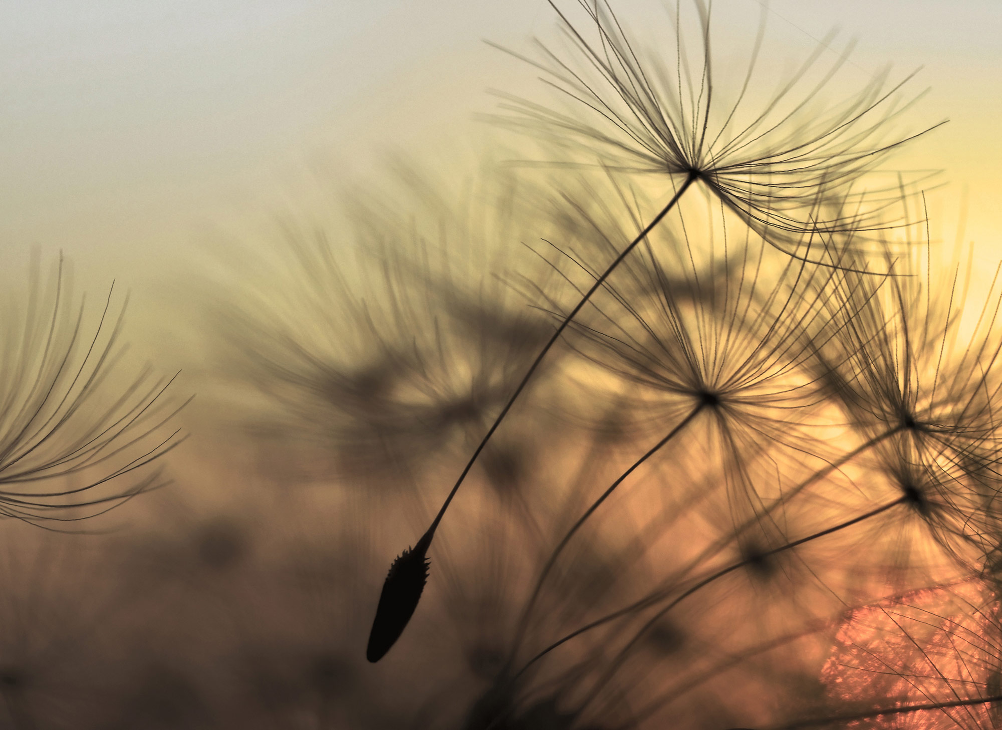 AS Fototapete Designwalls FlyingDandelion DD118592