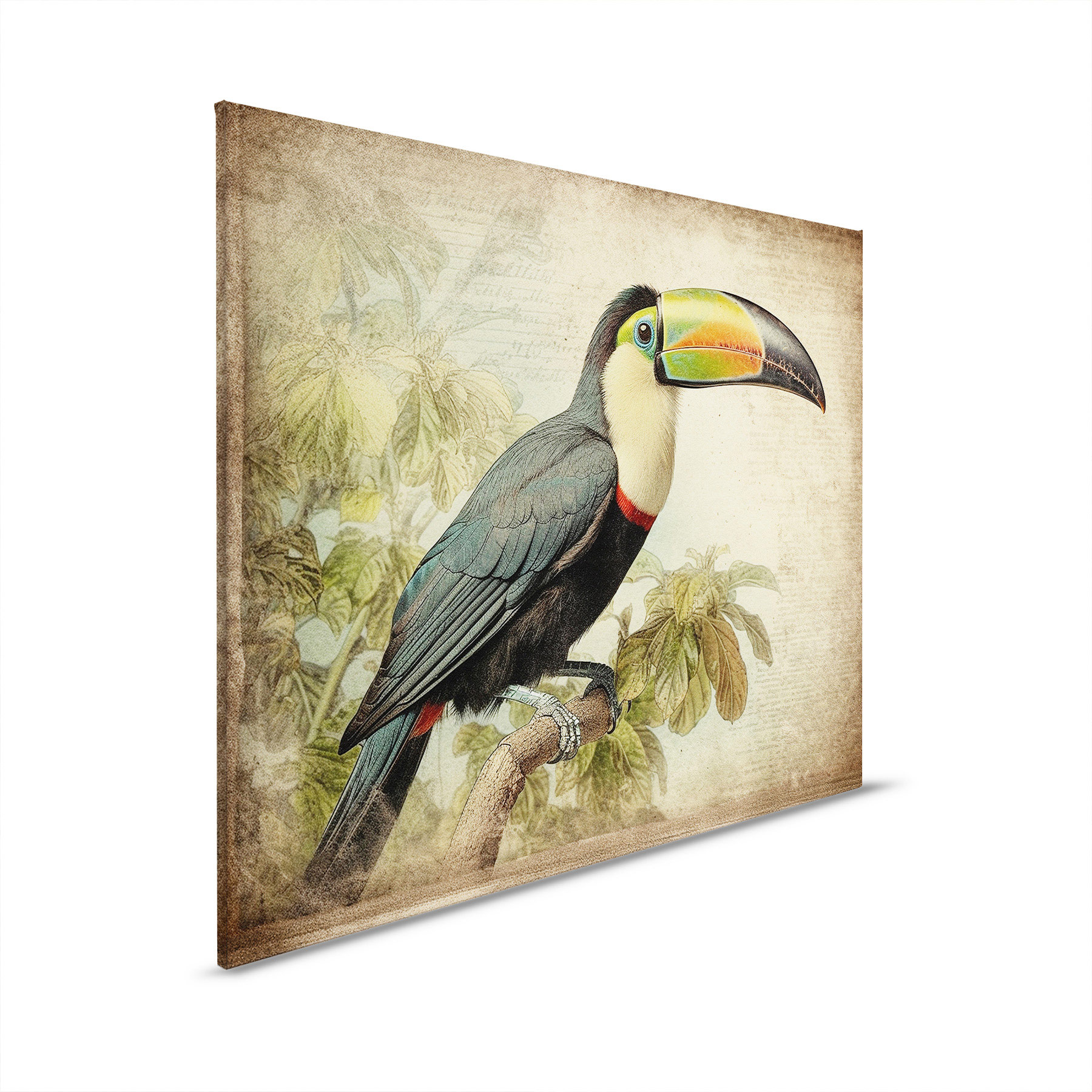 AS Leinwandbild Toucan Vintage DD133356