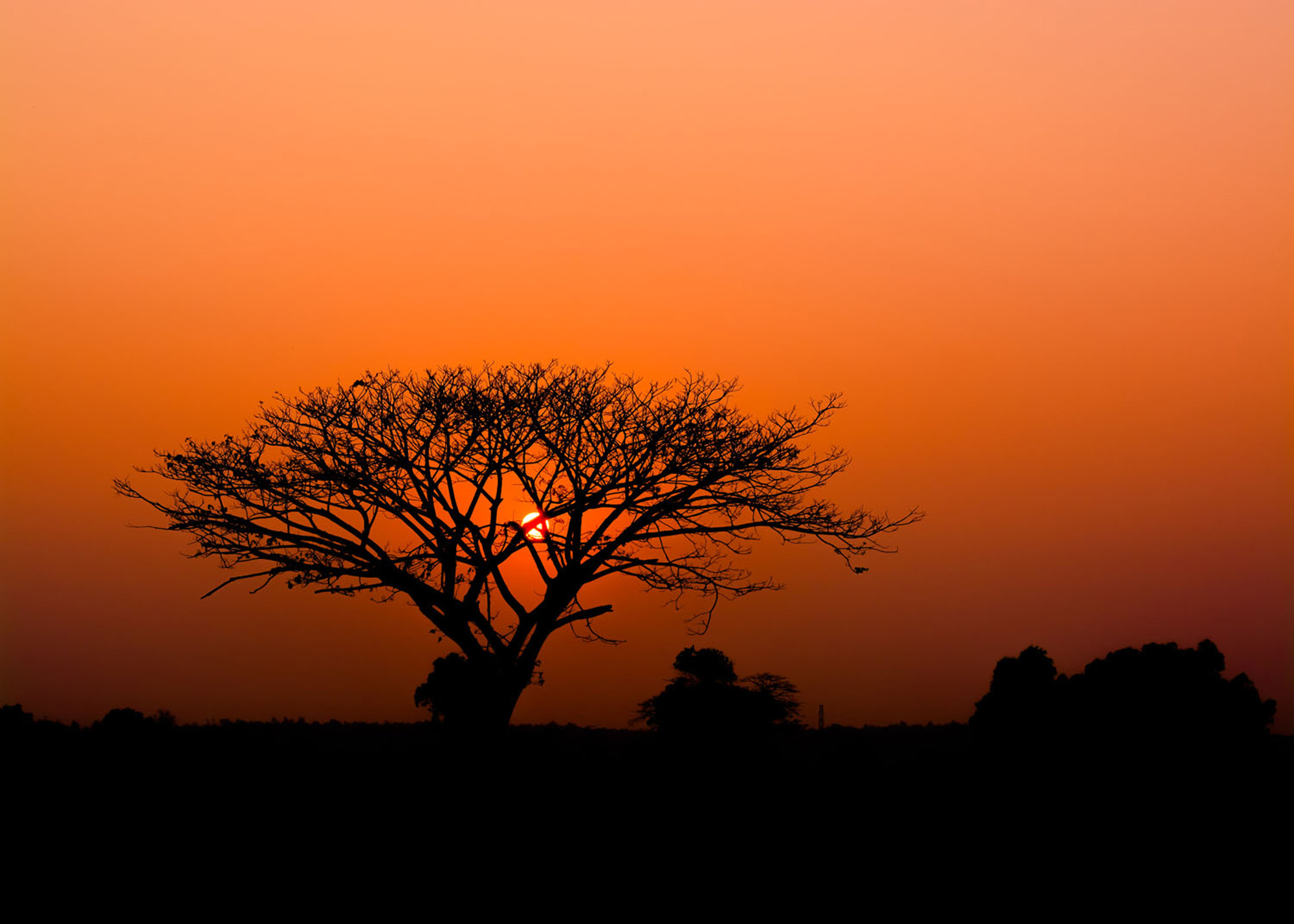Rasch Wandbild Fototapete African Queen 3 Afrika Landschaft