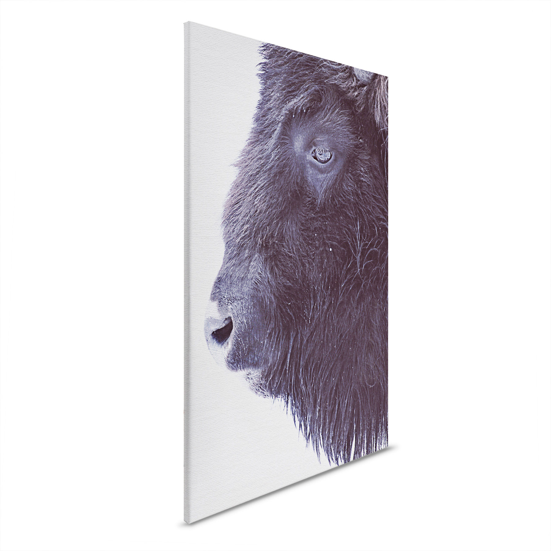 AS Leinwandbild Black Buffalo DD132178