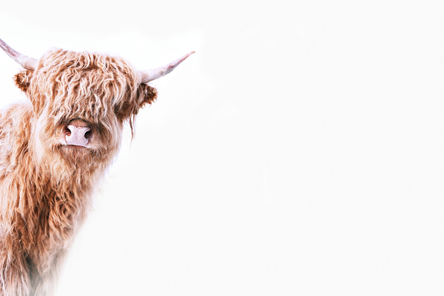 AS Leinwandbild Highland Cattle 2 DD132238