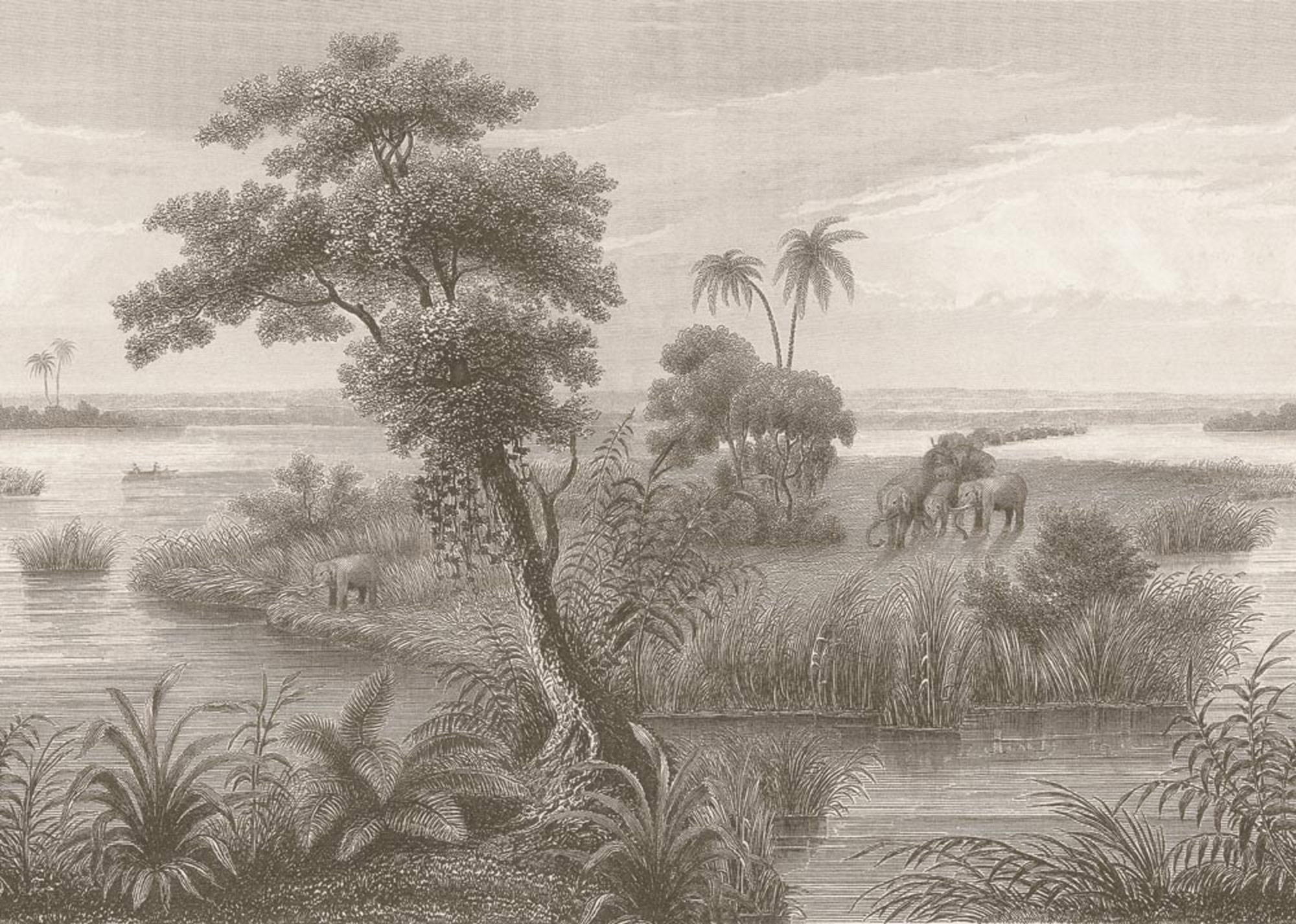 Rasch Fototapete Magic Walls Kupferstich 556162