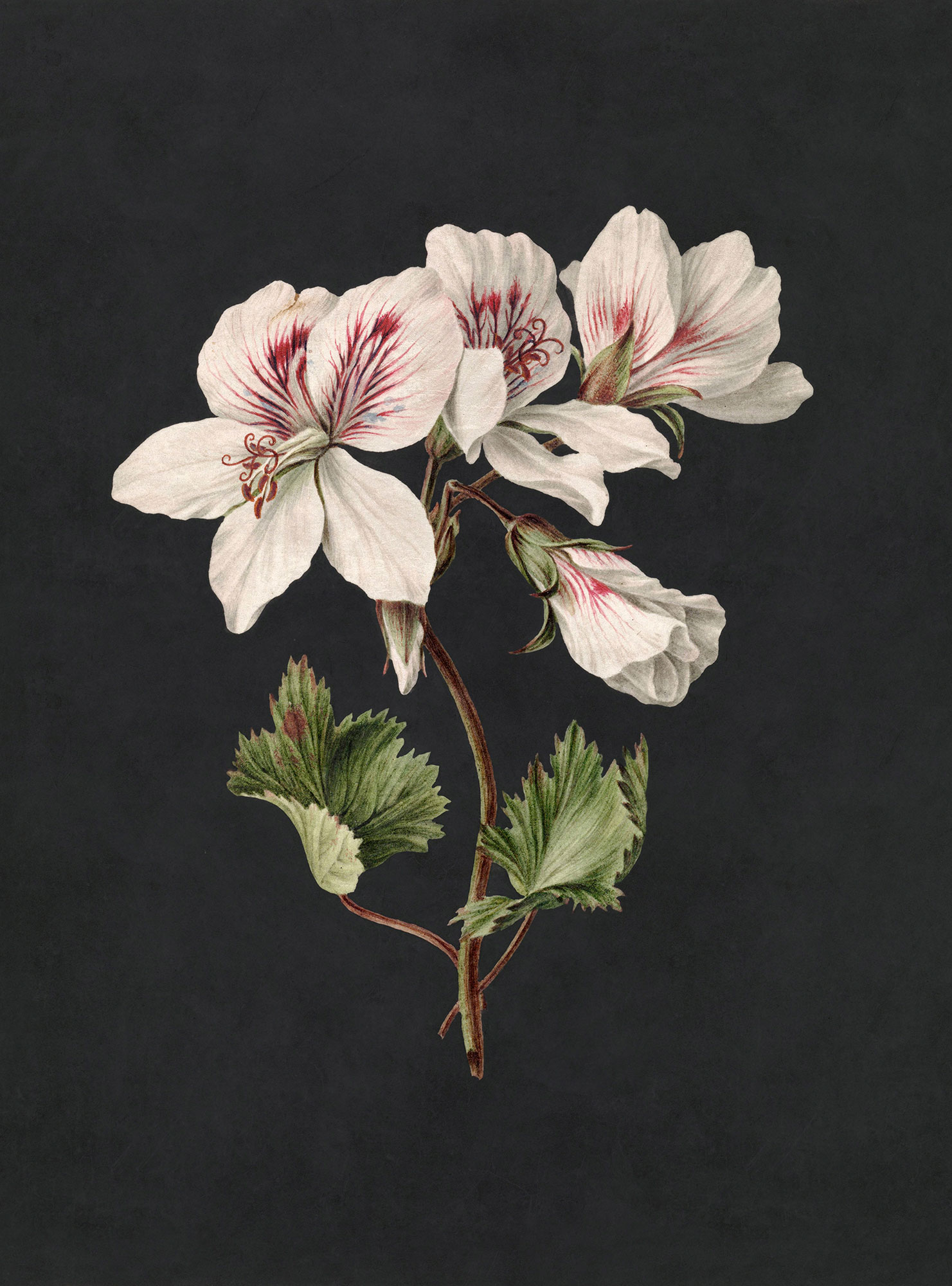 AS Fototapete Walls by Patel 3 Blumen DD122192