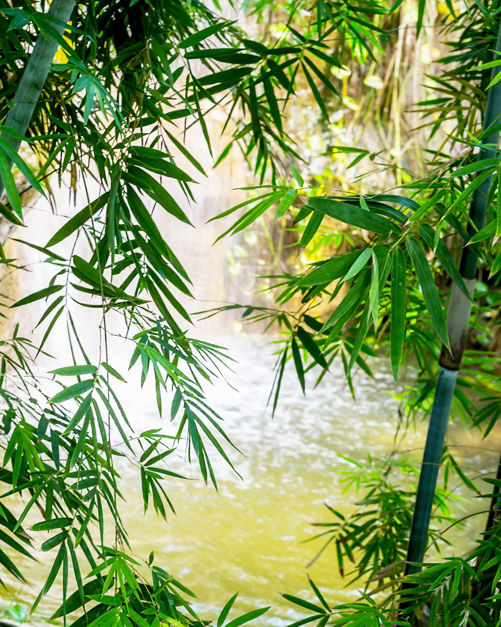 Rasch Fototapete Magic Walls Bambus 363364