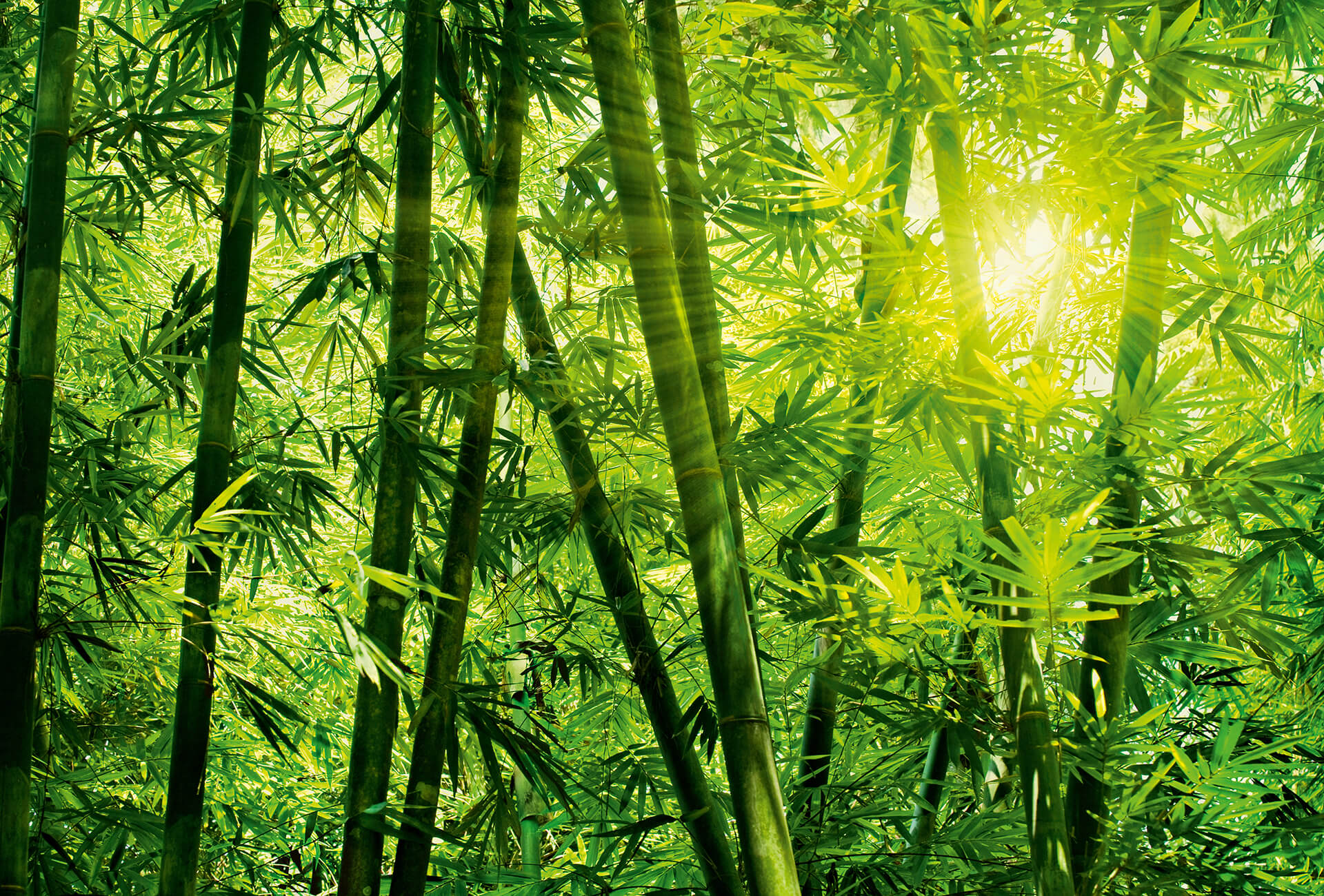 AS Fototapete Designwalls 2.0 Bamboo Forest DD118986