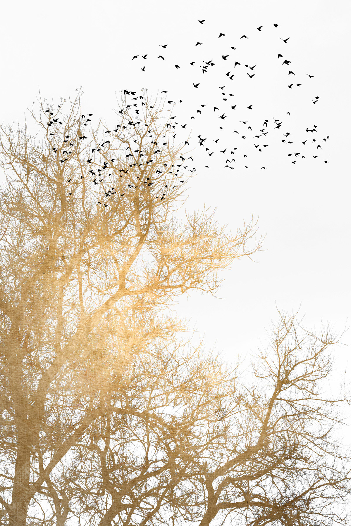 AS Leinwandbild Golden Skies DD131767