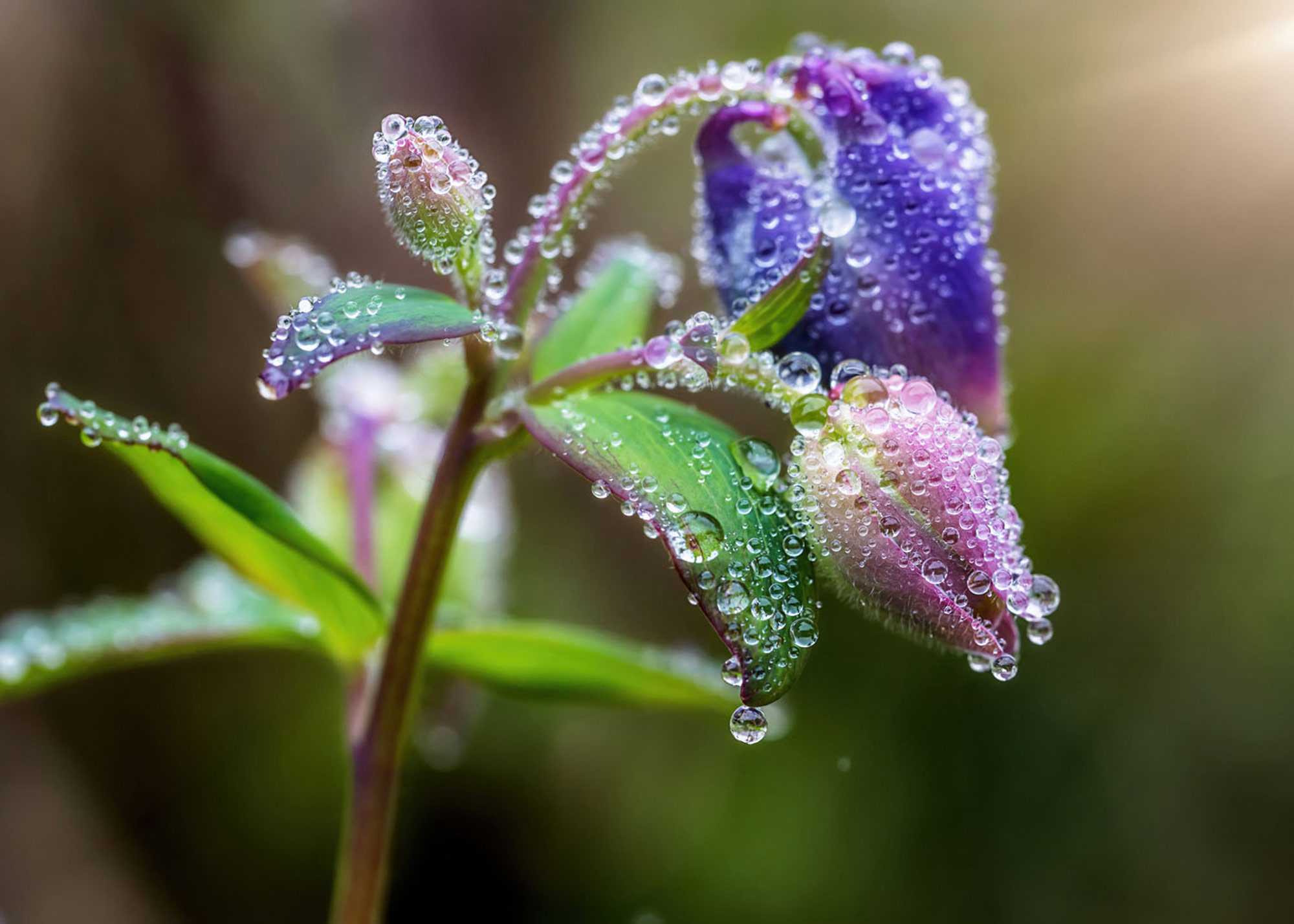 Rasch Fototapete Magic Walls Natur 363319