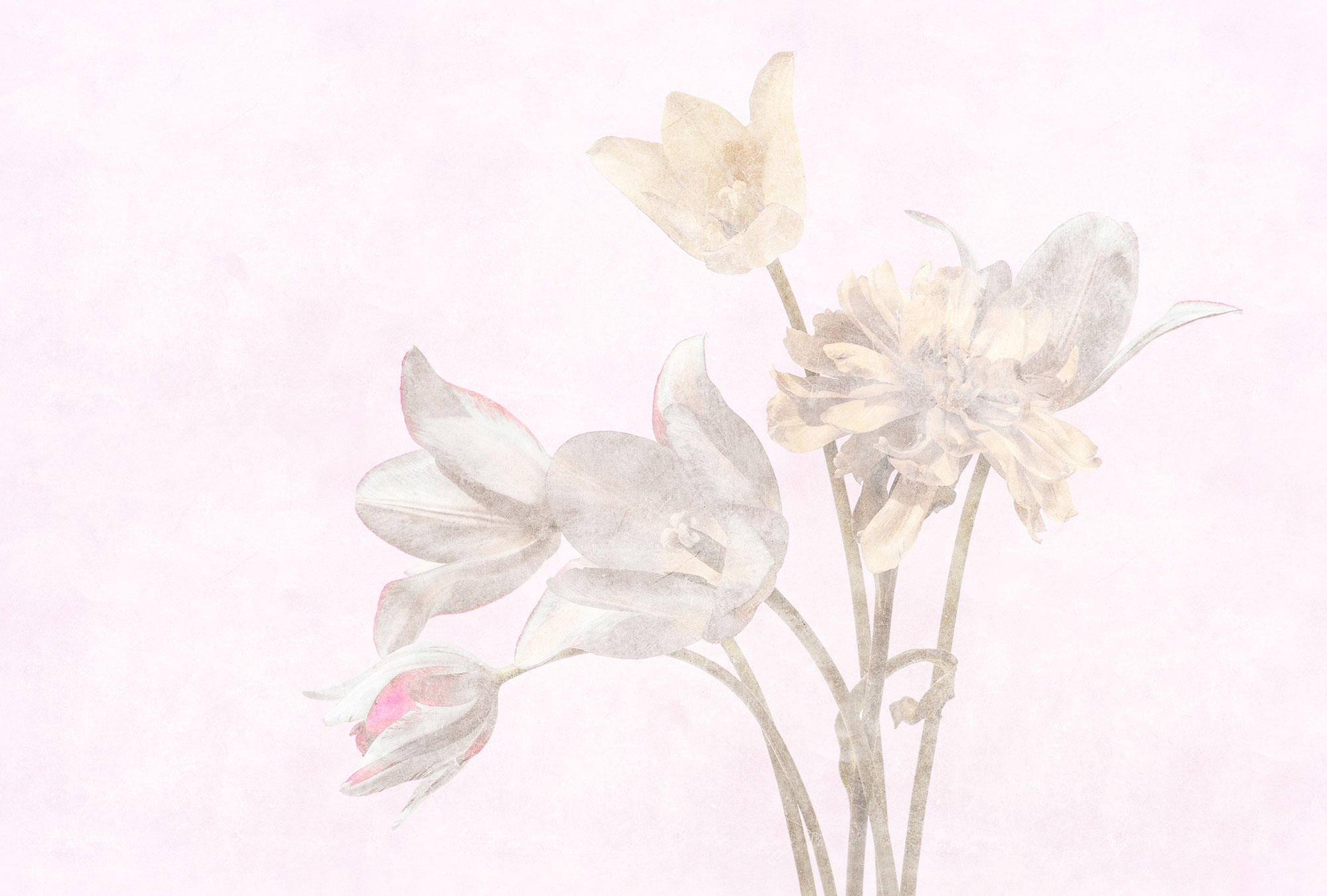 AS Fototapete Walls by Patel 3 Blumen DD122388