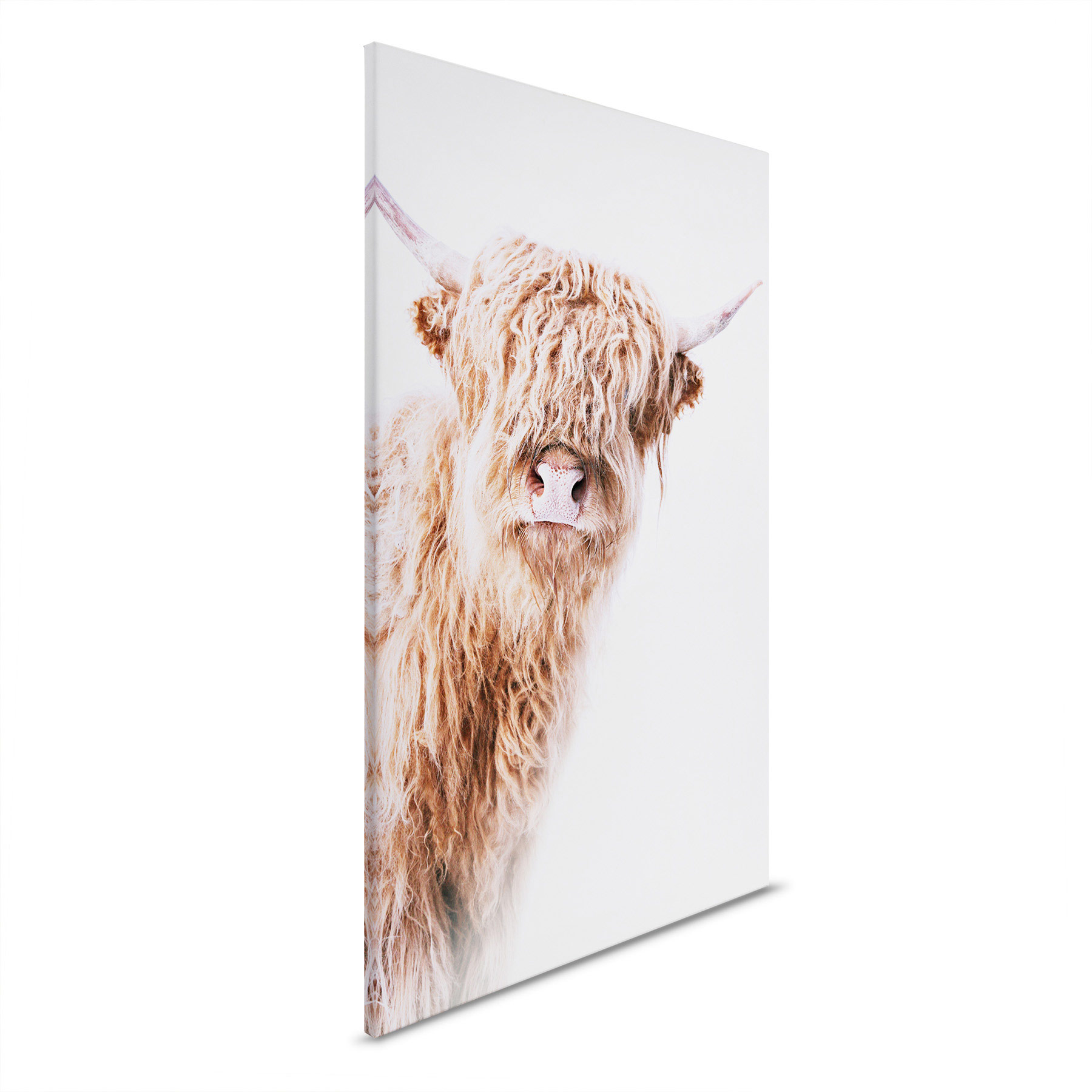 AS Leinwandbild Highland Cattle 2 DD132233