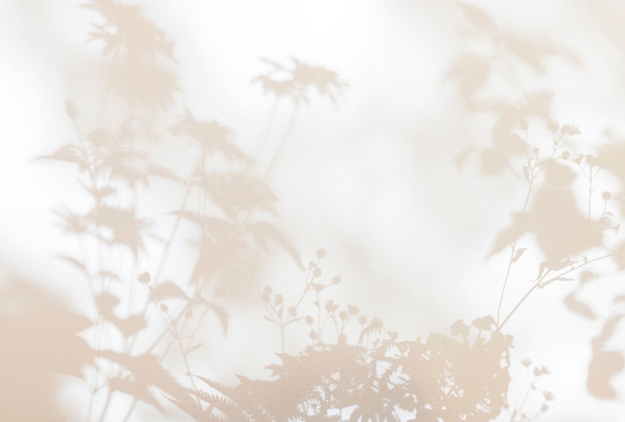 AS Fototapete Walls by Patel 3 Blumen DD122016
