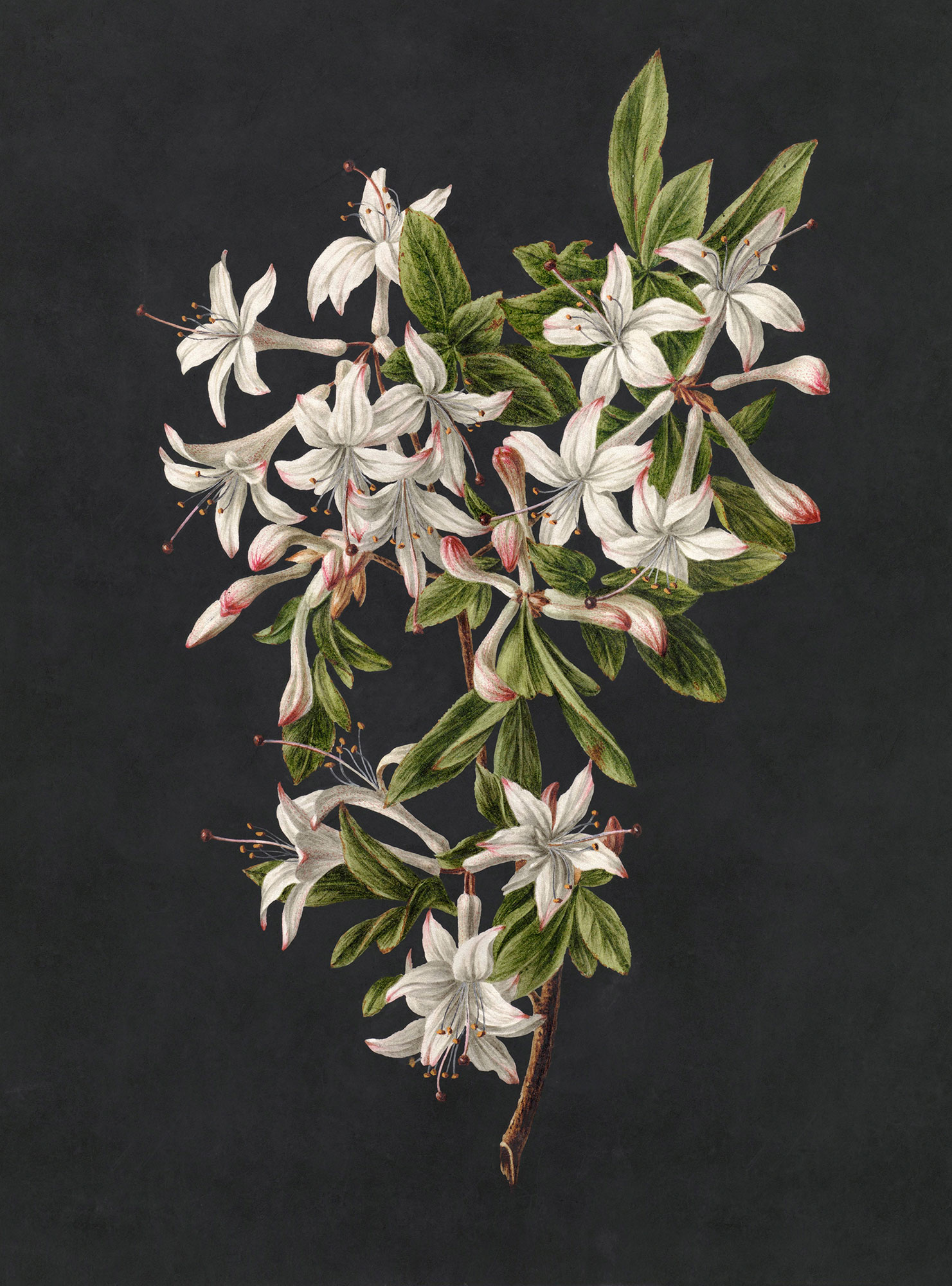 AS Fototapete Walls by Patel 3 Blumen DD122196