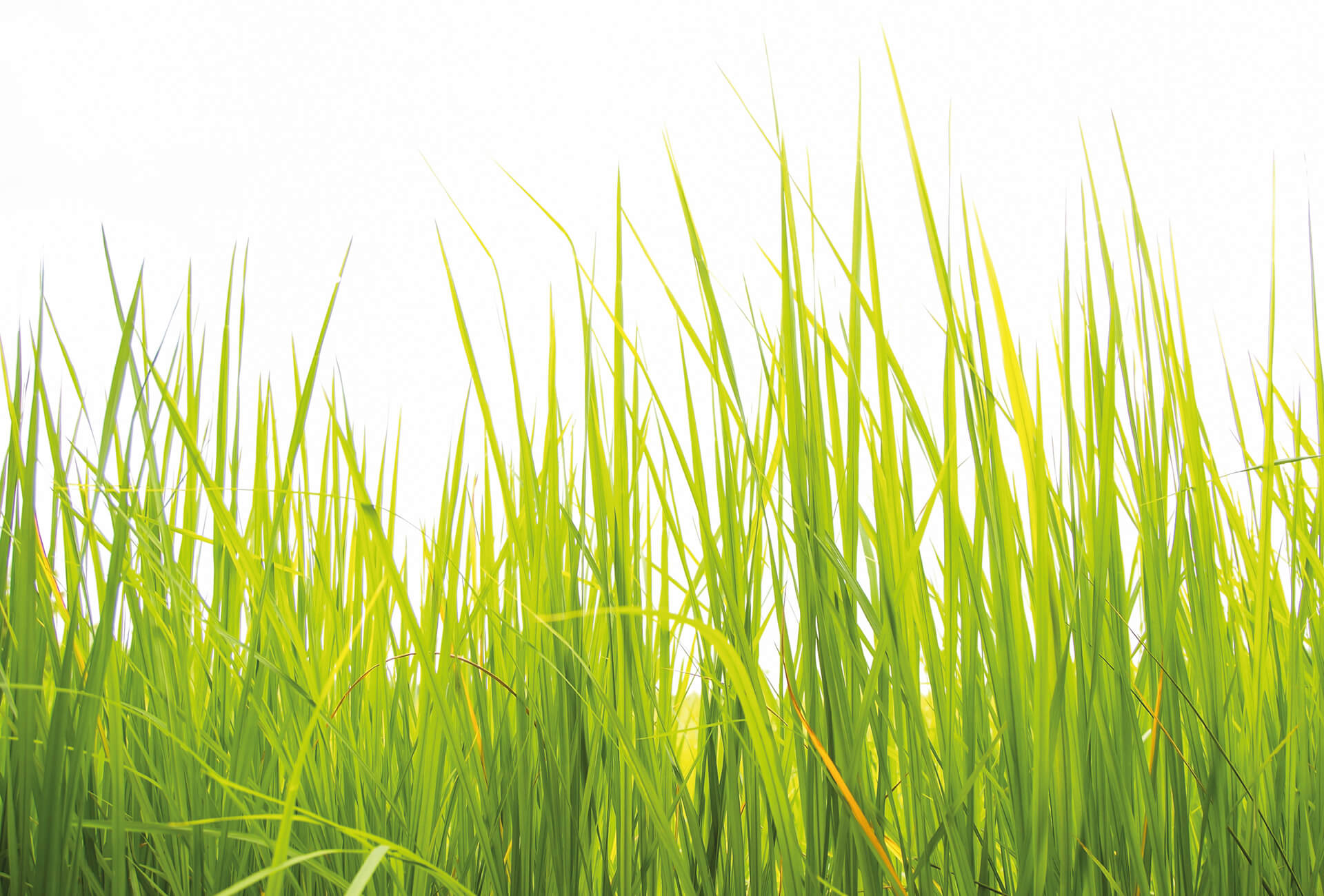 AS Fototapete Designwalls 2.0 High Grass DD119027