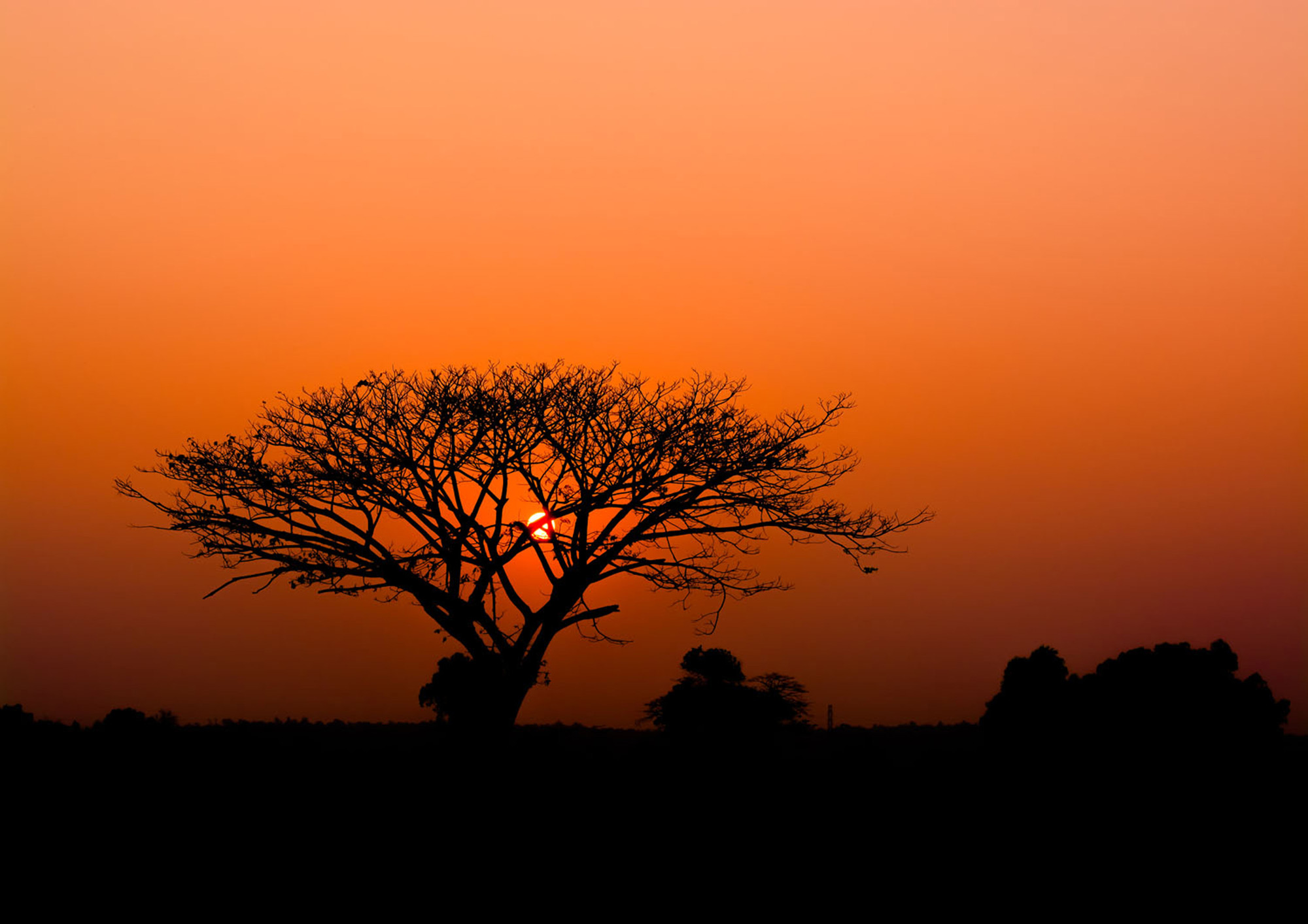 Rasch Wandbild Fototapete African Queen 3 Afrika Landschaft
