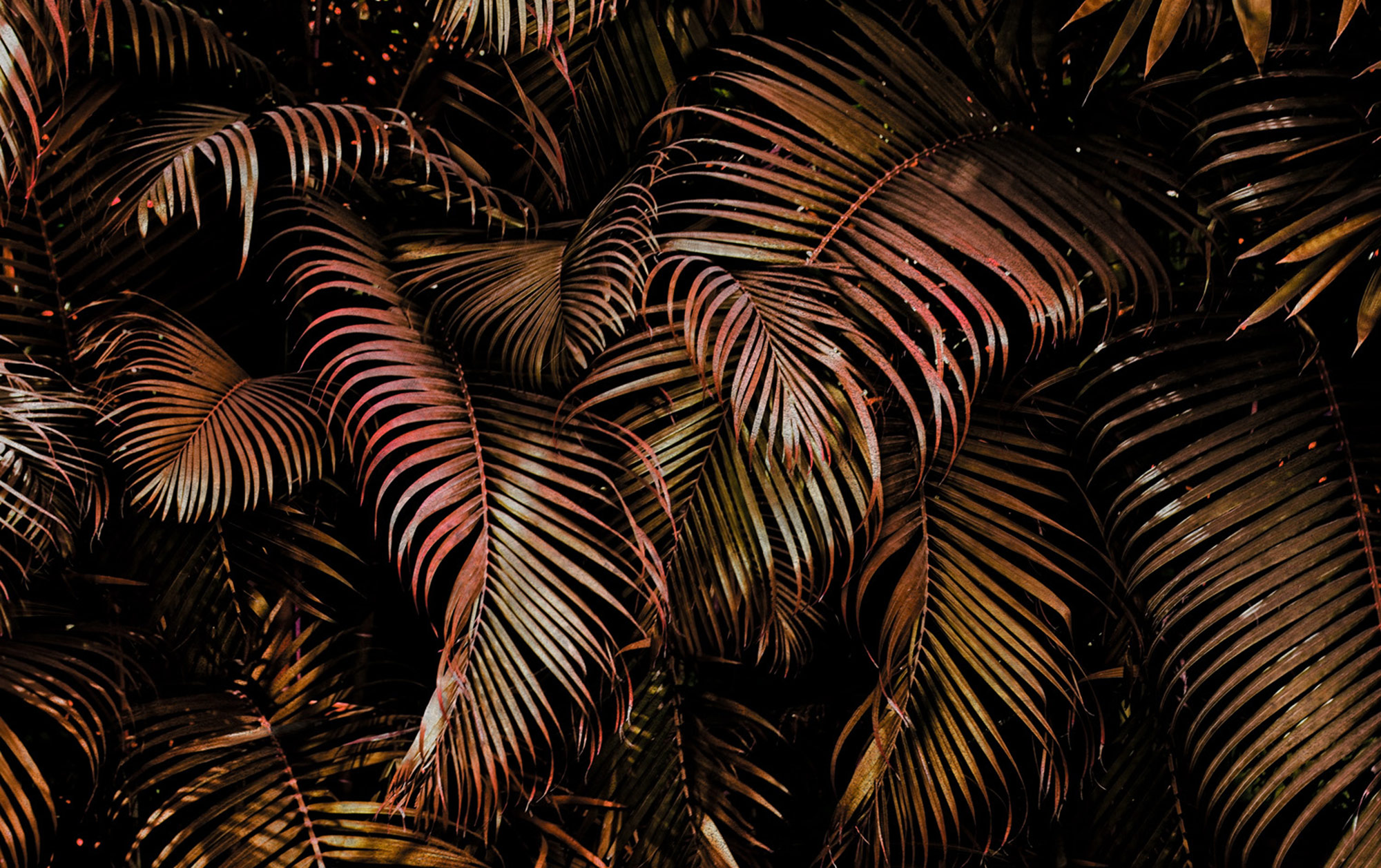 Rasch Fototapete Magic Walls Dschungel 363098