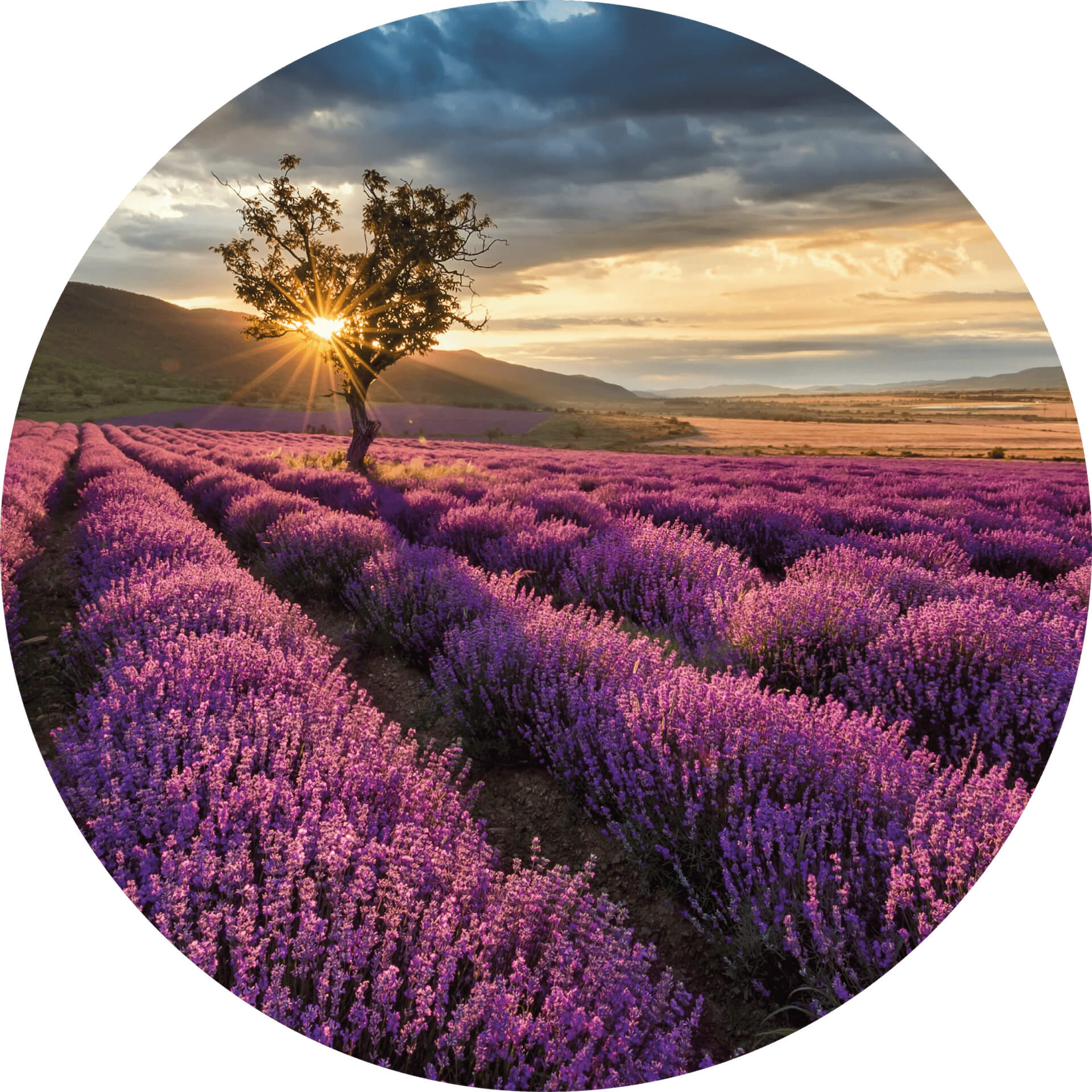 AS Fototapete Designwalls 2.0 Lavender in the Provence DD119