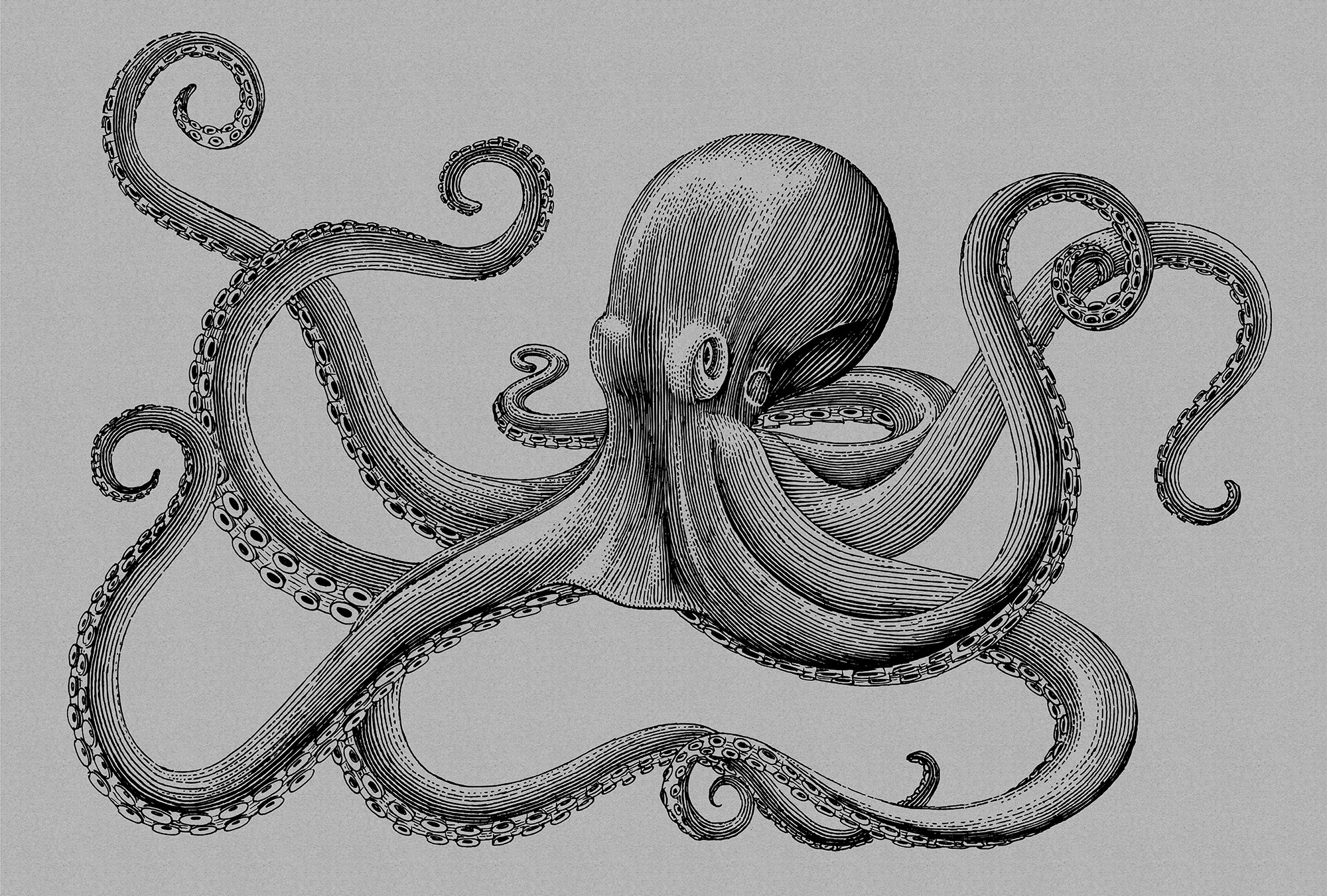 AS Fototapete Walls by Patel 2 Tiere DD114287