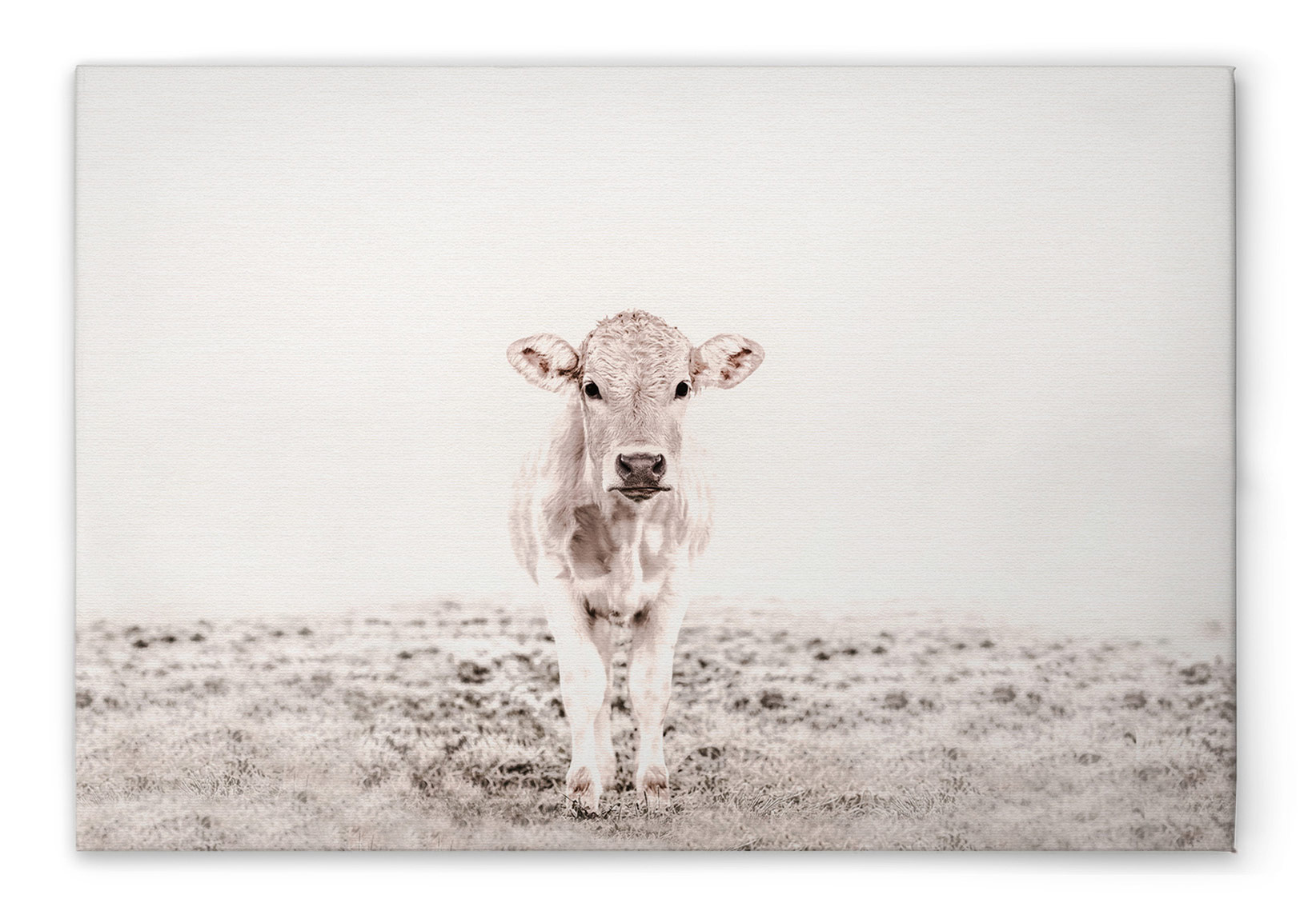 AS Leinwandbild Highland Cattle 3 DD132248