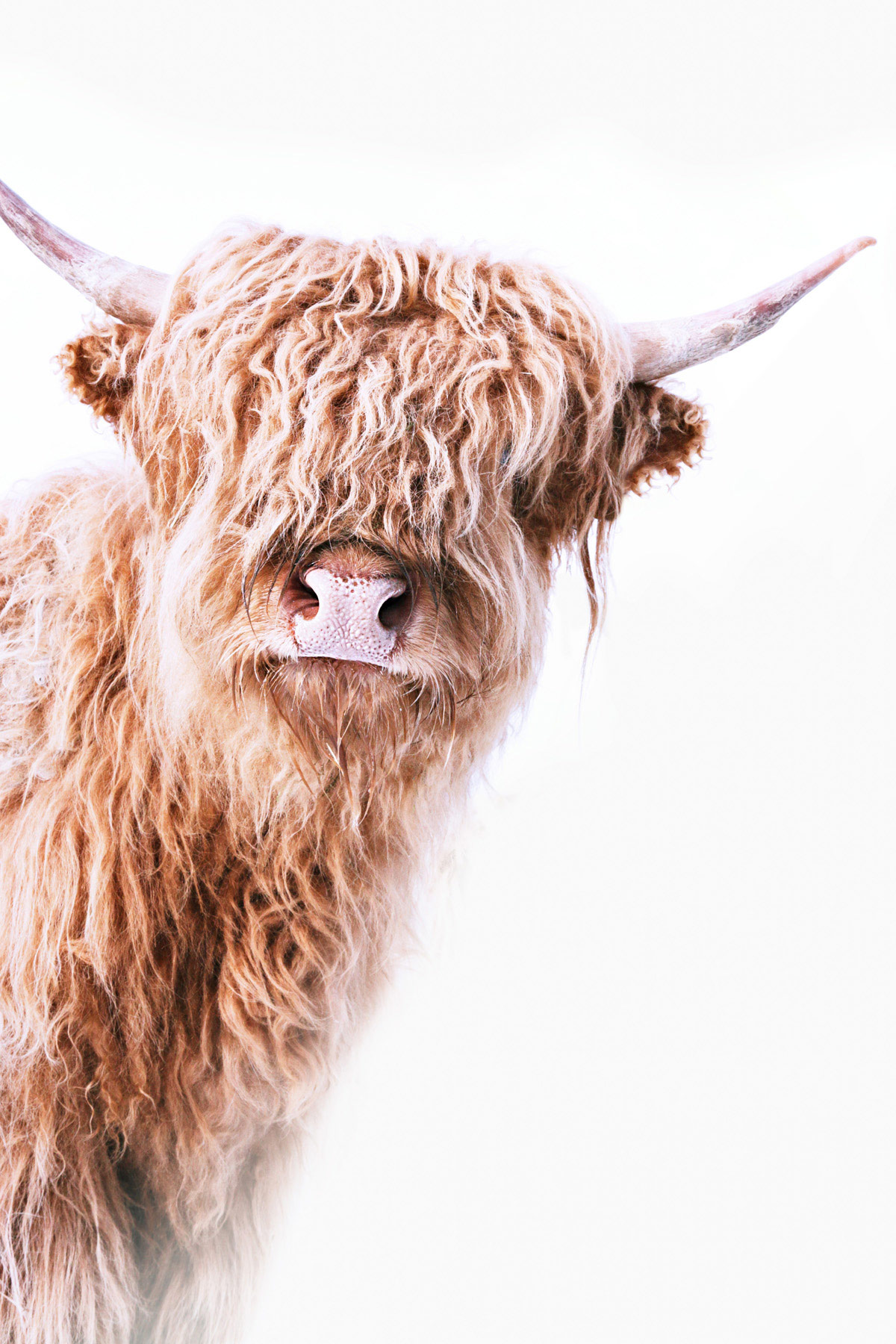 AS Leinwandbild Highland Cattle 2 DD132233