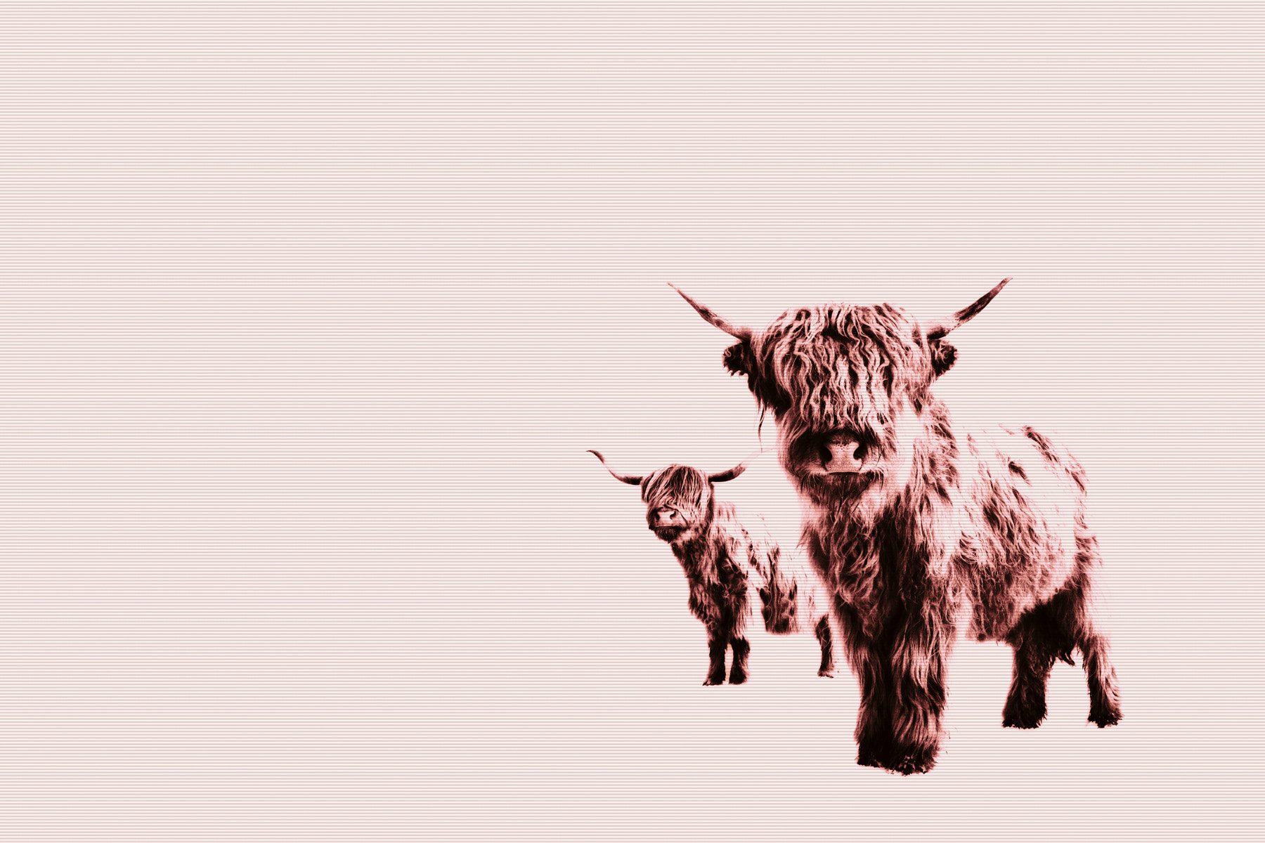 AS Leinwandbild Highland Cows DD132243