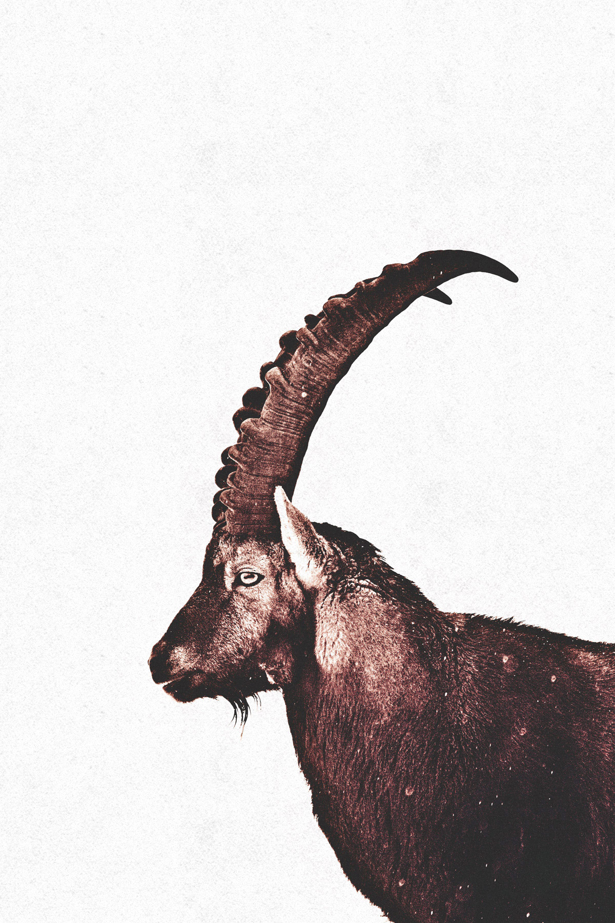 AS Leinwandbild Capricorn Snow DD132213