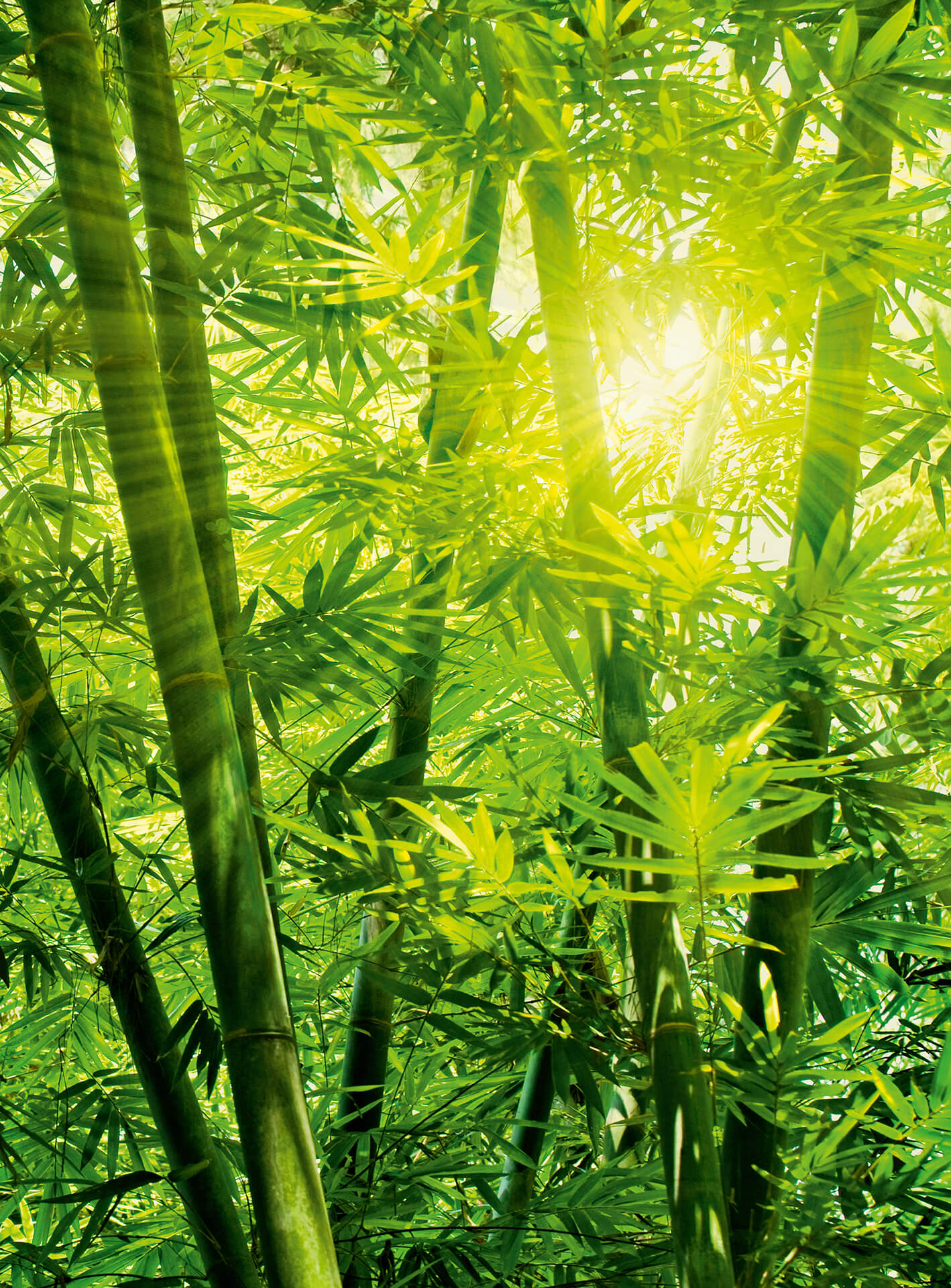 AS Fototapete Designwalls 2.0 Bamboo Forest DD119095