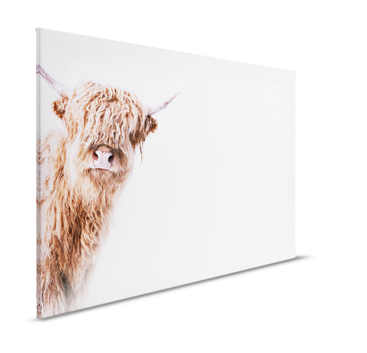 AS Leinwandbild Highland Cattle 2 DD132238