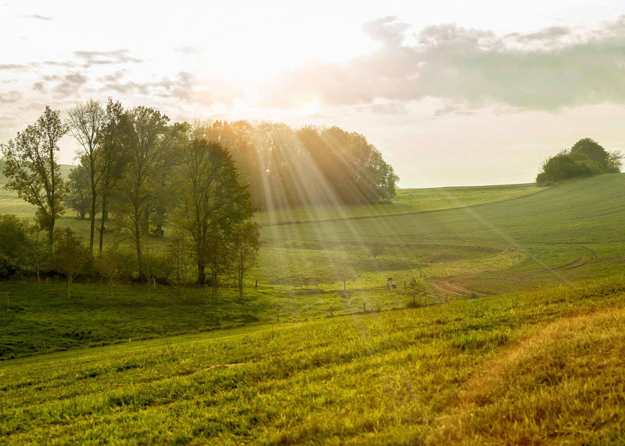 Rasch Fototapete Magic Walls Bäume 363432