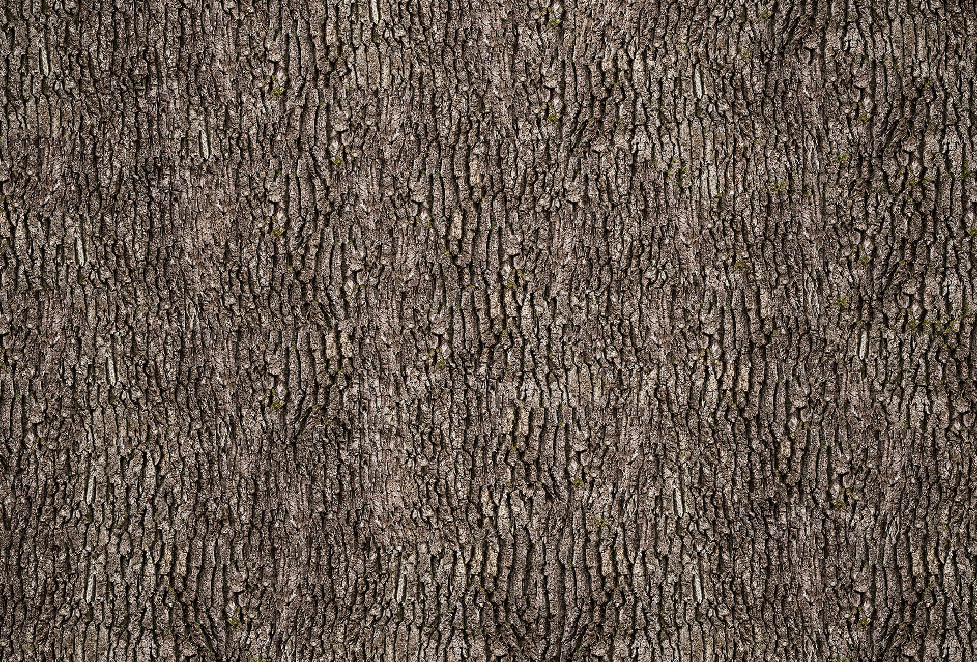 AS Fototapete Designwalls 2.0 Bark Wall DD119042