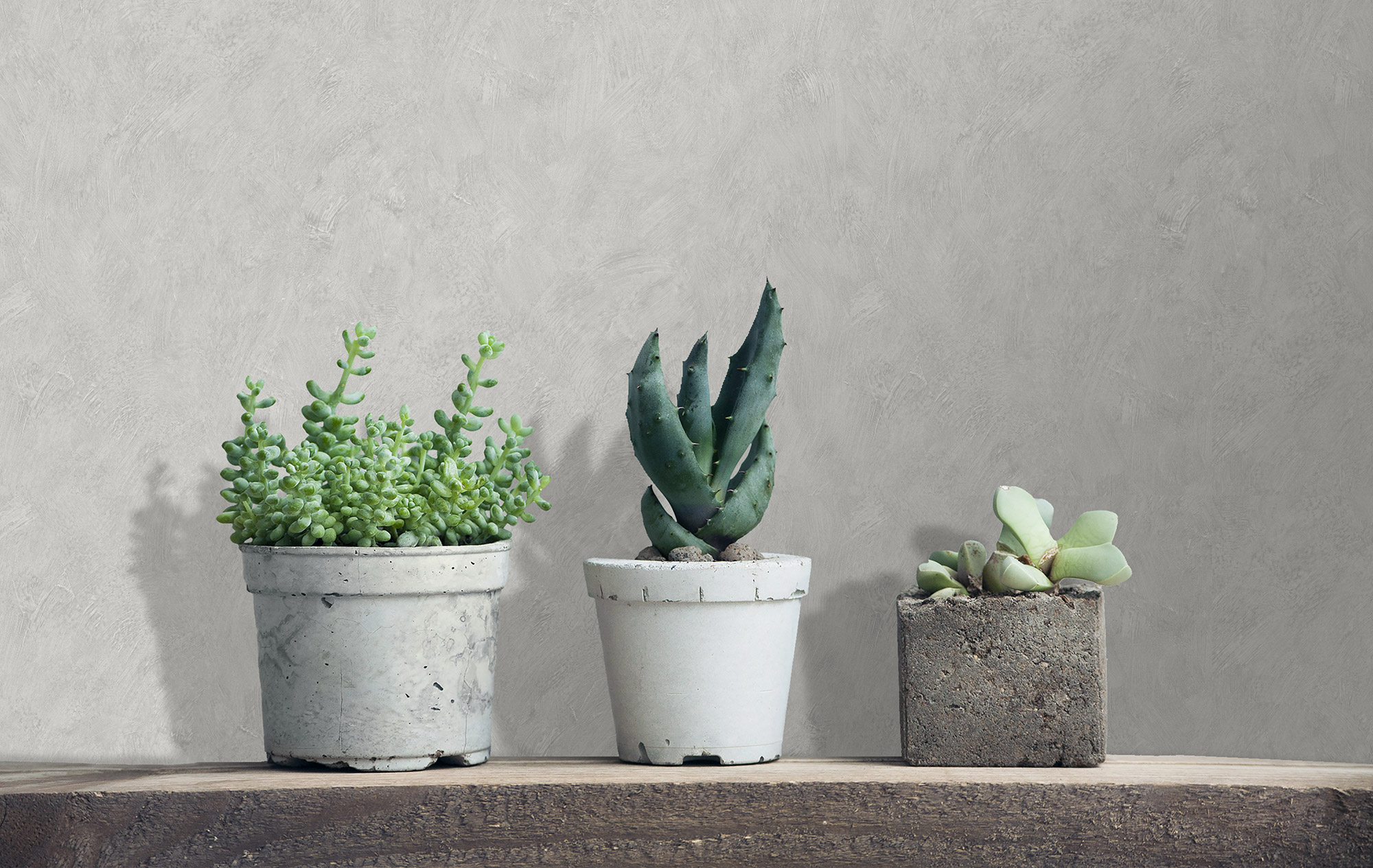 Thomas Vliestapete Amanda grau Unitapete AM25303