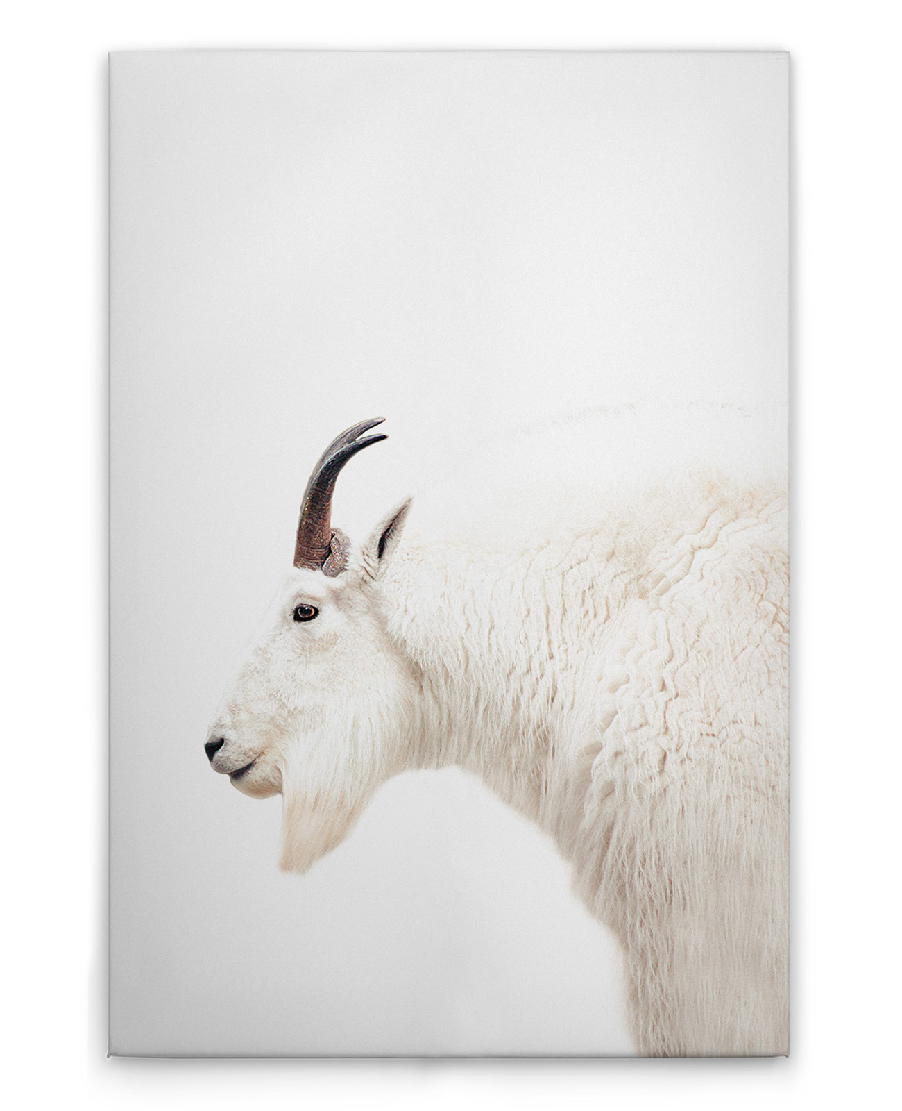 AS Leinwandbild Mountain Goat DD132208