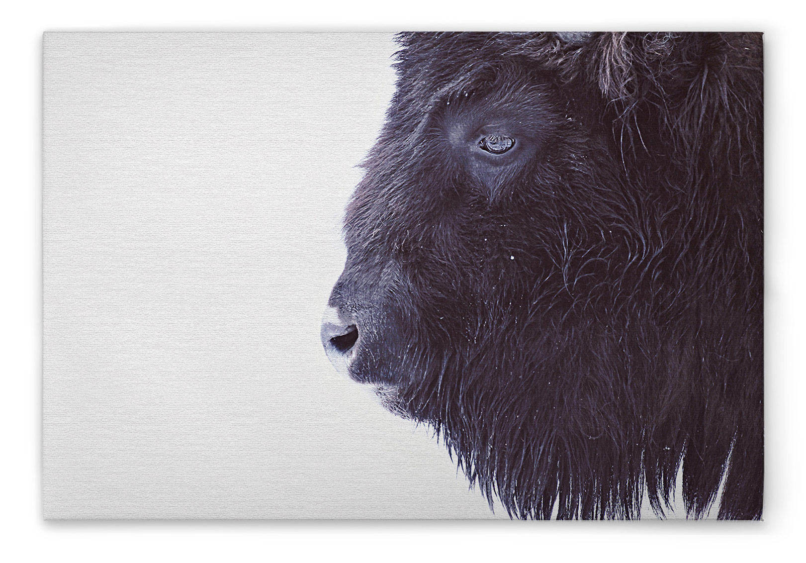 AS Leinwandbild Black Buffalo DD132183