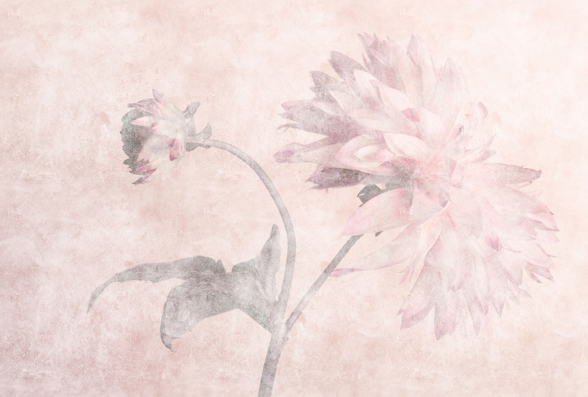 AS Fototapete Walls by Patel 3 Blumen DD122392