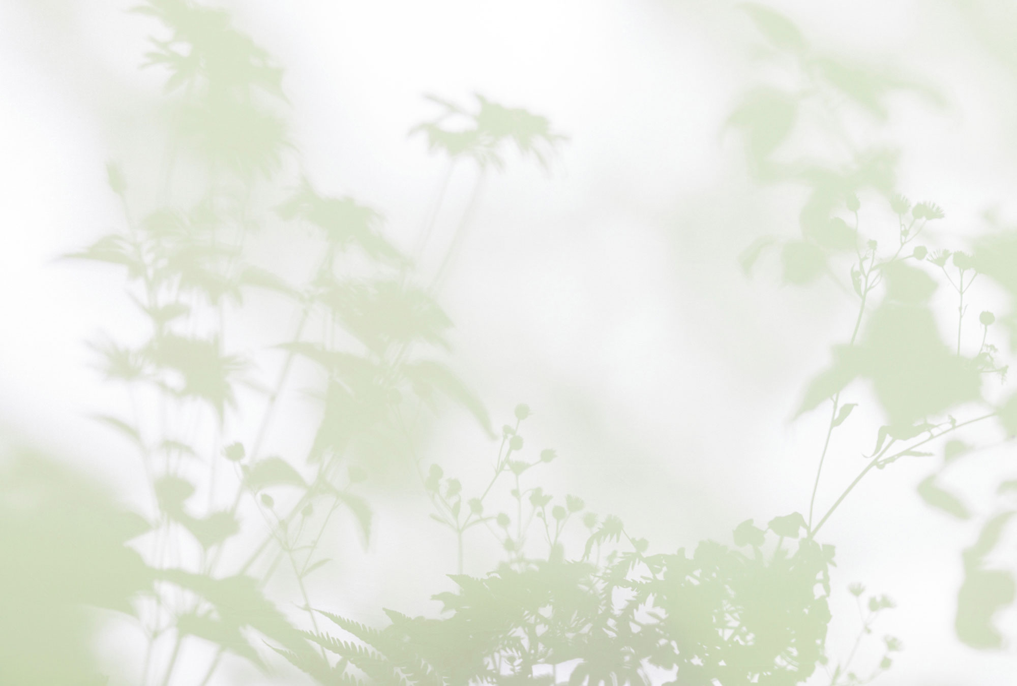 AS Fototapete Walls by Patel 3 Blumen DD122024