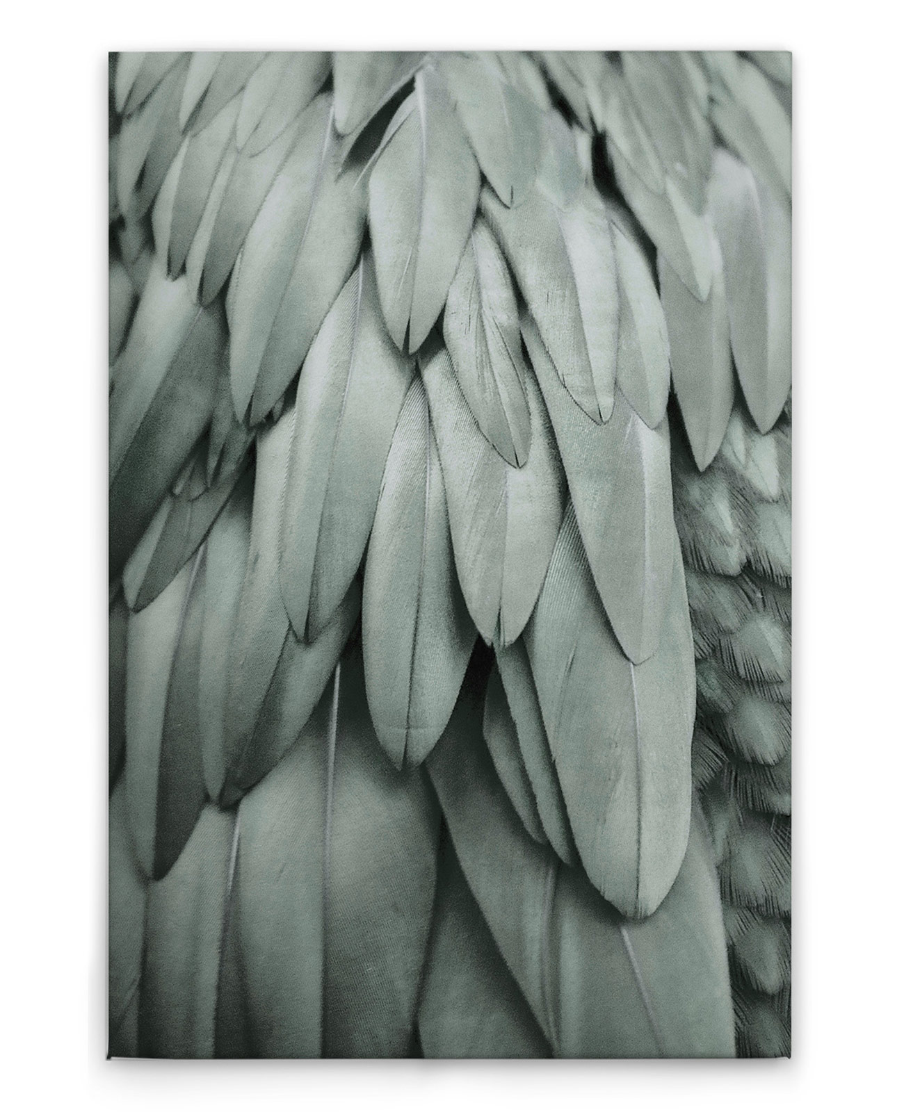 AS Leinwandbild Feathers 2 DD131751