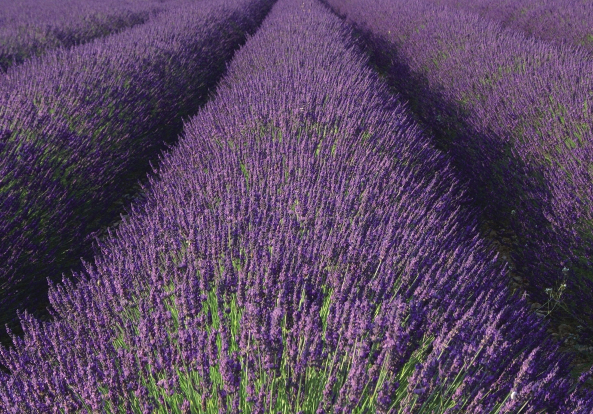 Rasch Fototapete Magic Walls Landschaft 890204