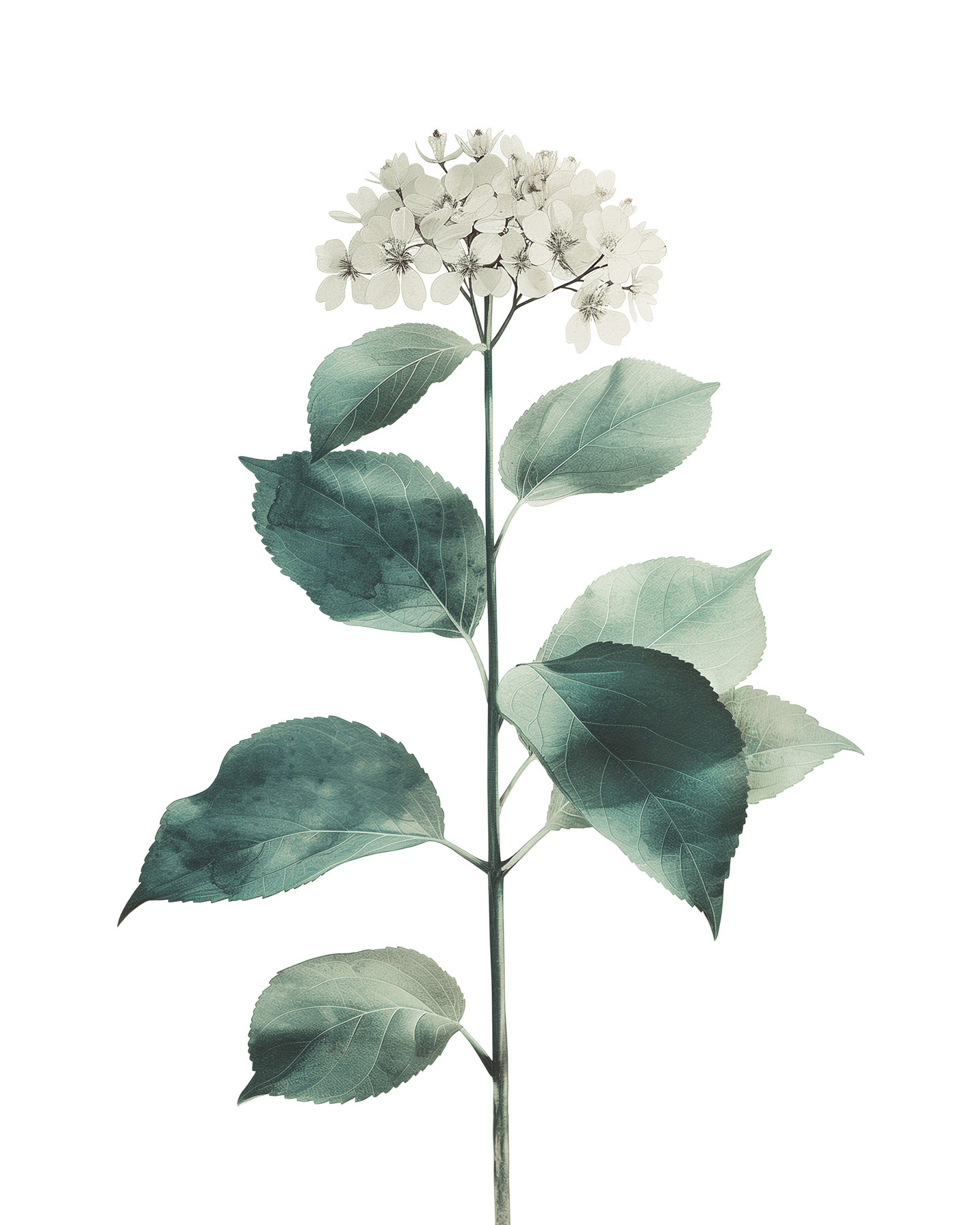 AS Leinwandbild Hortensie Blanc DD132922