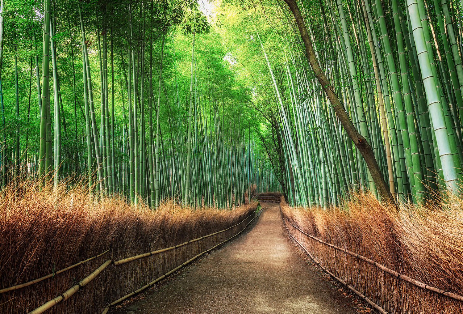 AS Fototapete Designwalls 2.0 Bamboo Grove Kyoto DD119040