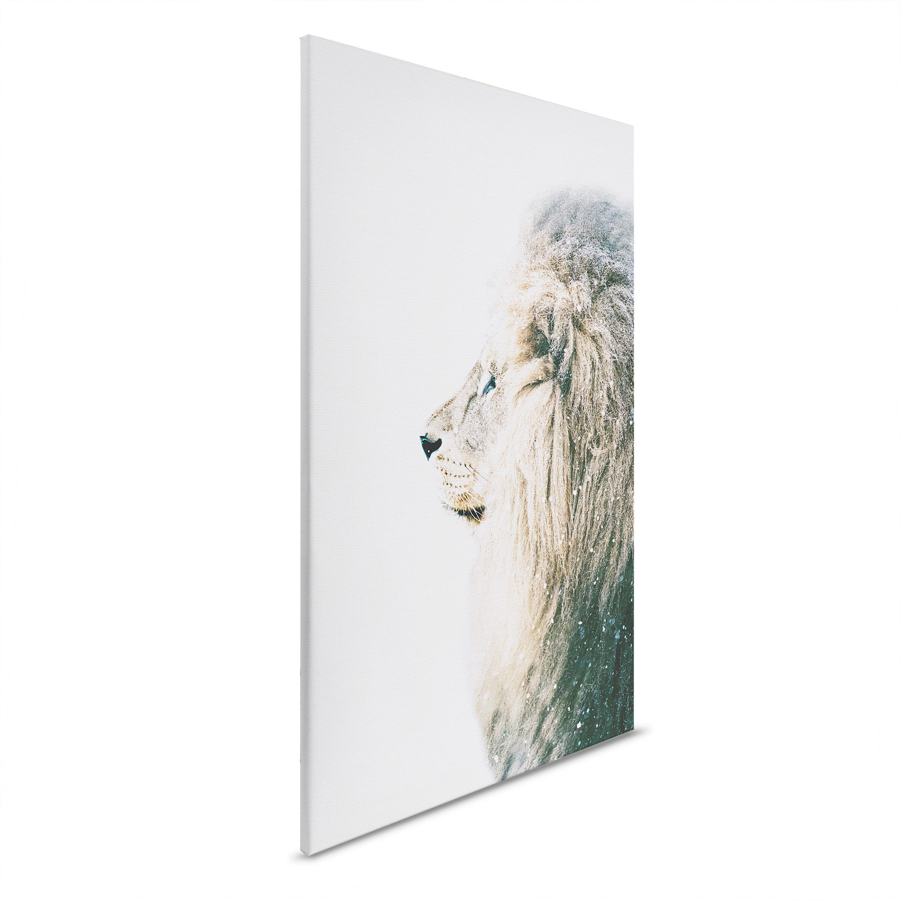 AS Leinwandbild Lion In Snow DD132188