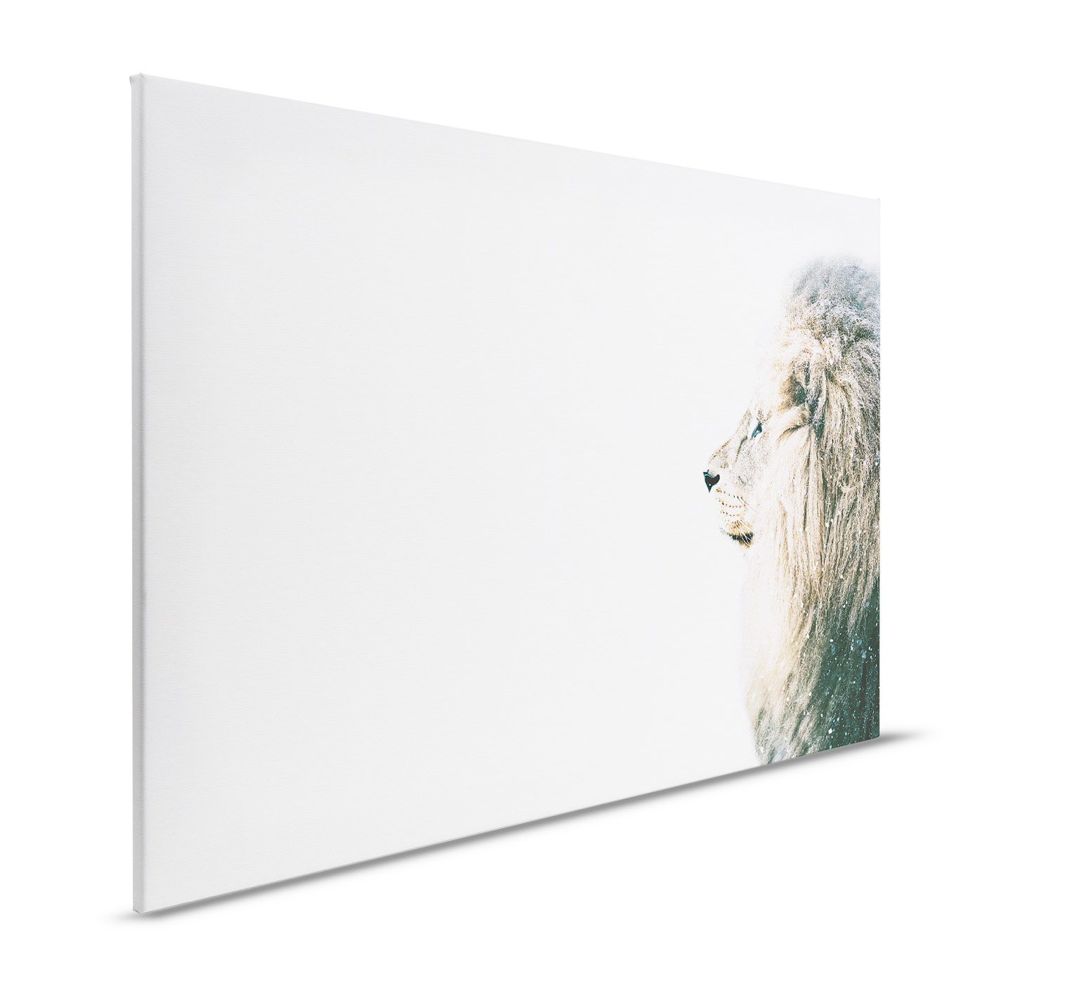 AS Leinwandbild Lion In Snow DD132193