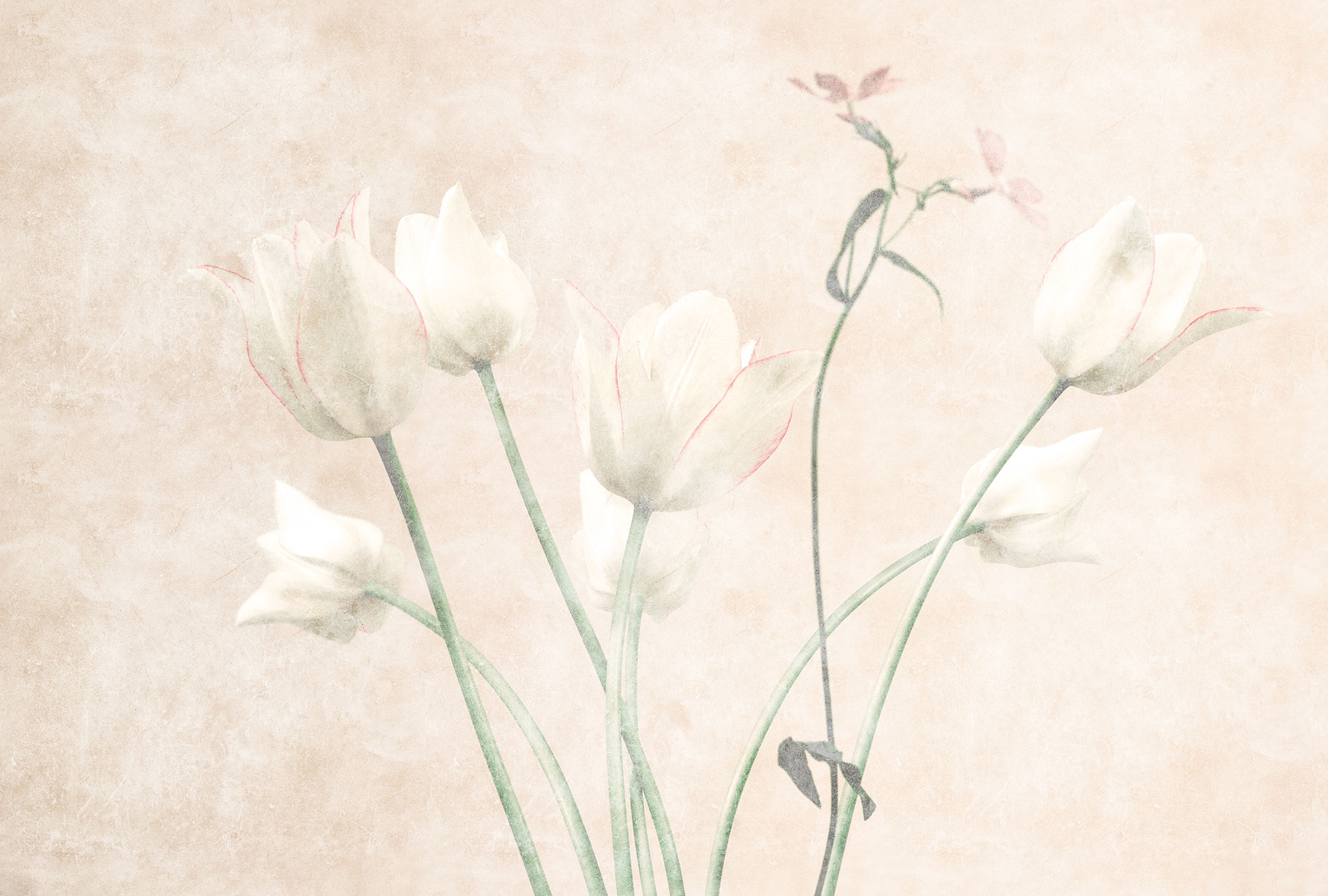 AS Fototapete Walls by Patel 3 Blumen DD122396