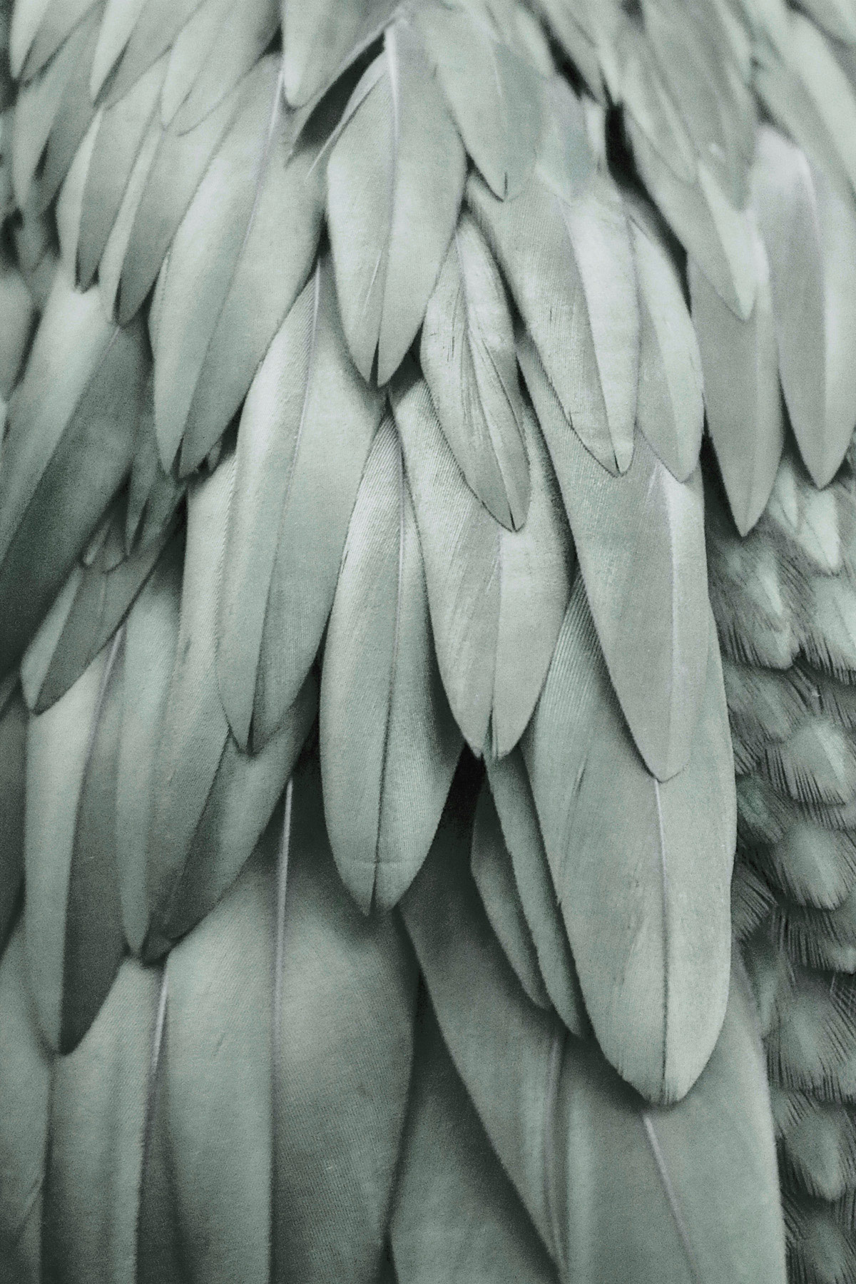 AS Leinwandbild Feathers 2 DD131751