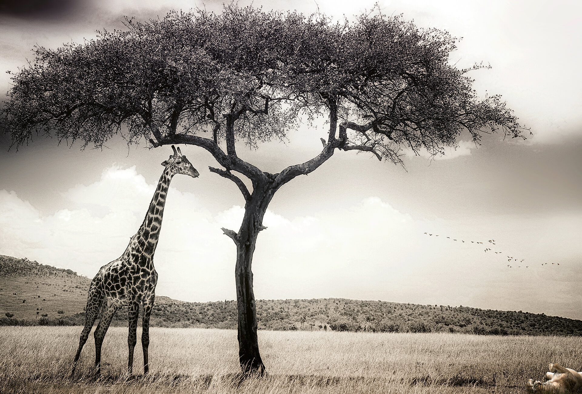 AS Fototapete Designwalls 2.0 Giraffe Safari DD118923