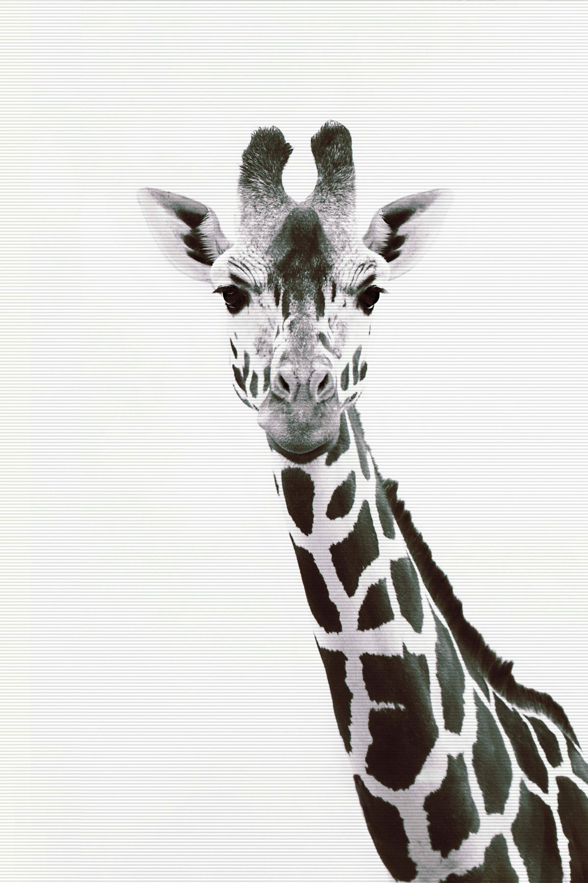 AS Leinwandbild Giraffe Portrait DD132223