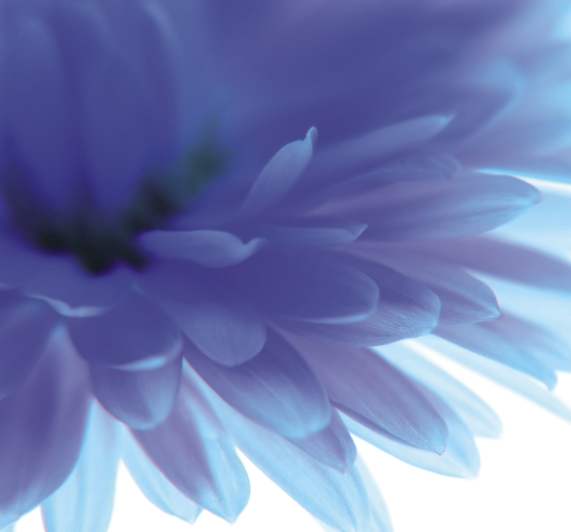 Rasch Fototapete Magic Walls Blume 890754